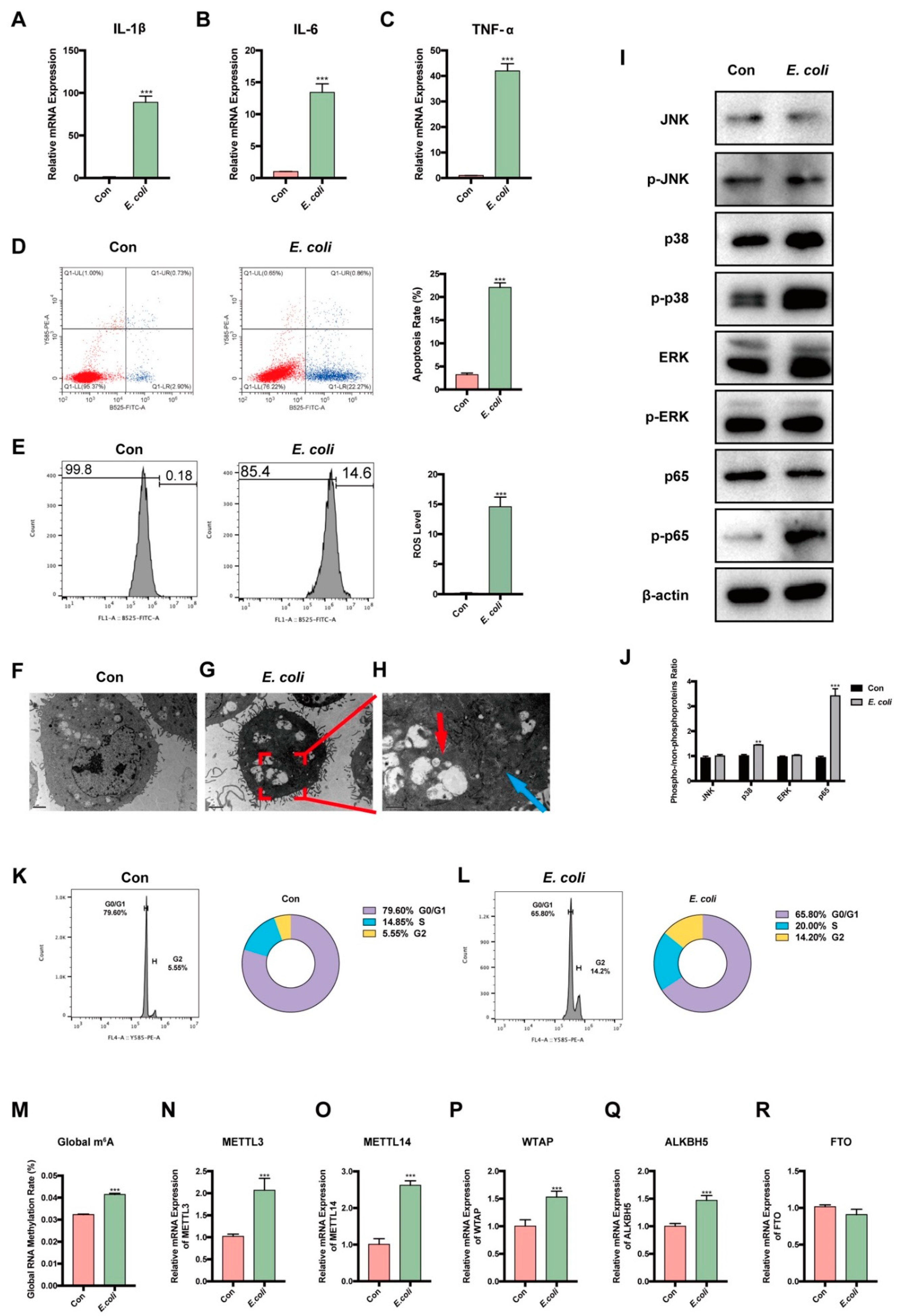 Cells 12 02604 g001 Cells 12 02604 g001
