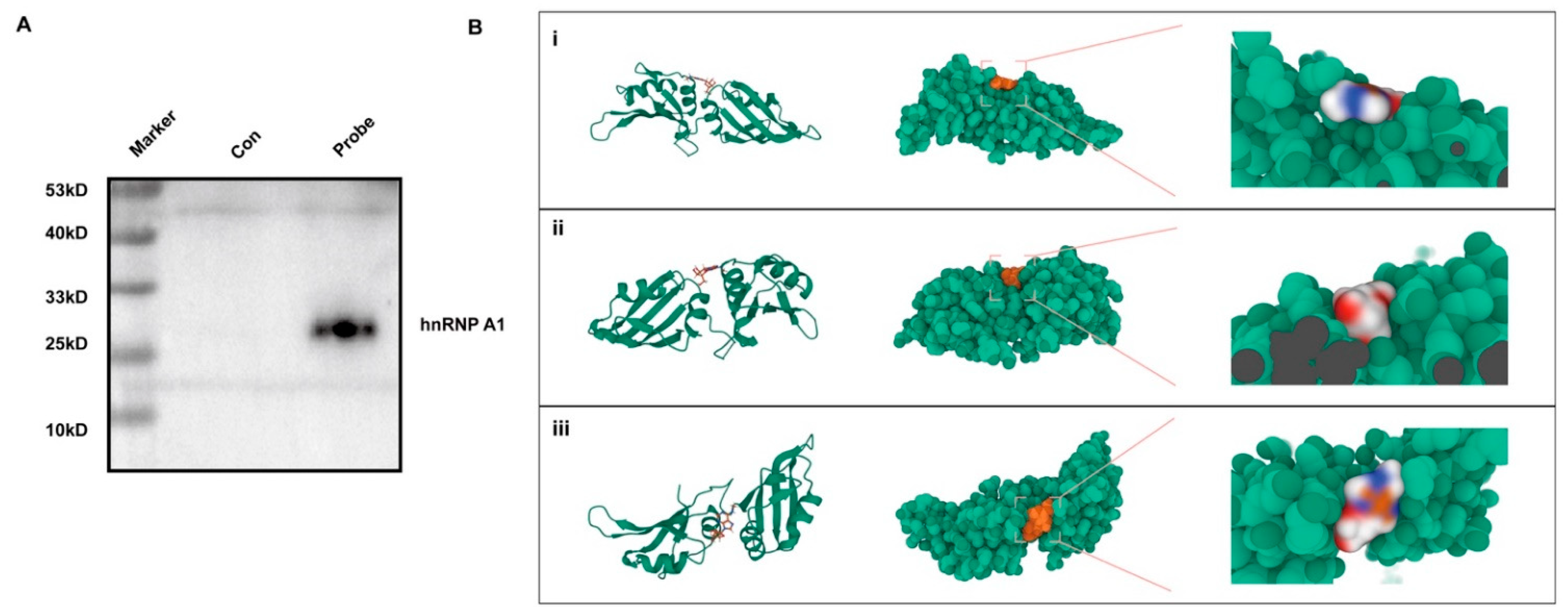 Cells 12 02604 g005 Cells 12 02604 g005