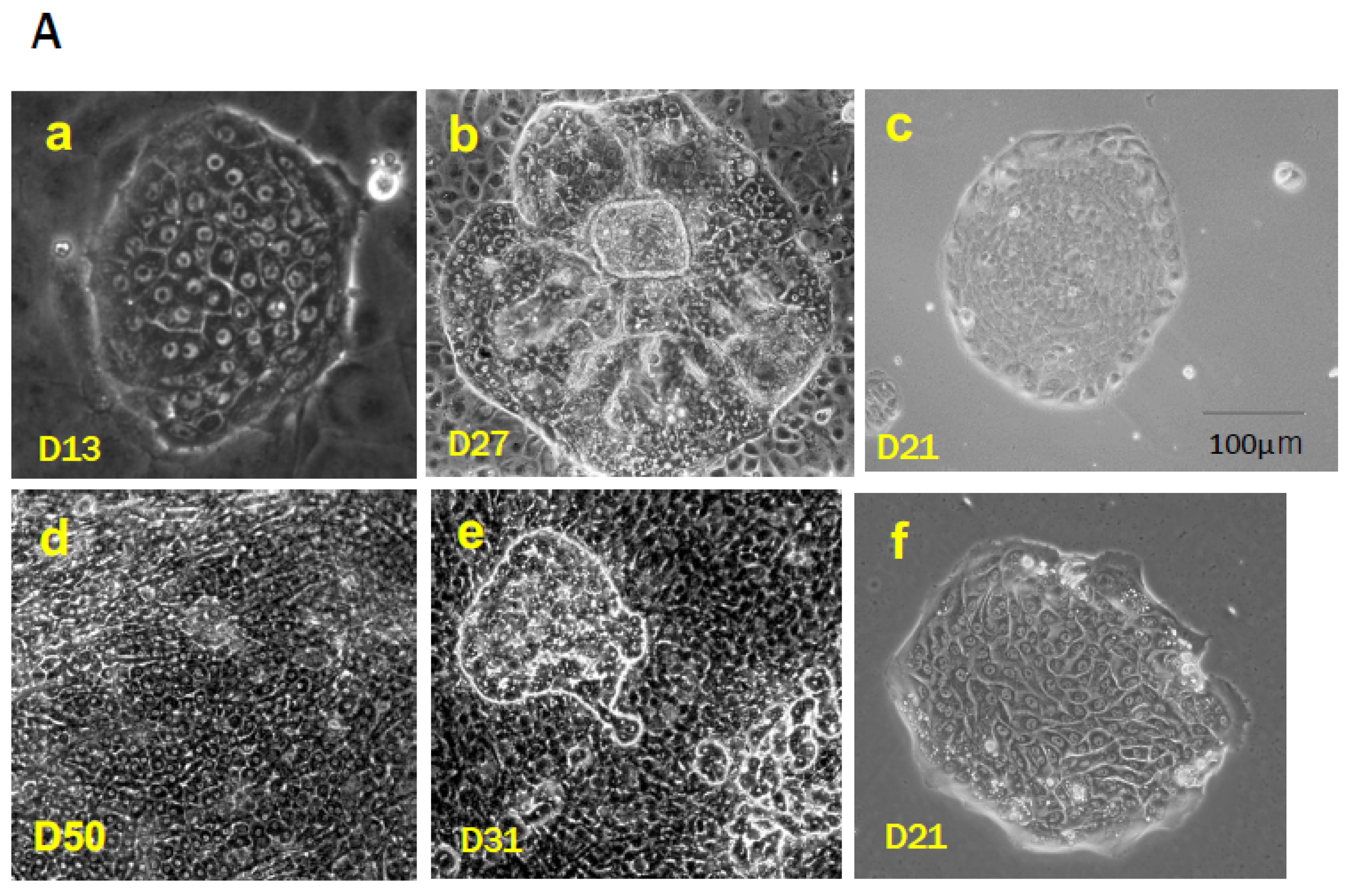 Cells 12 02718 g001a