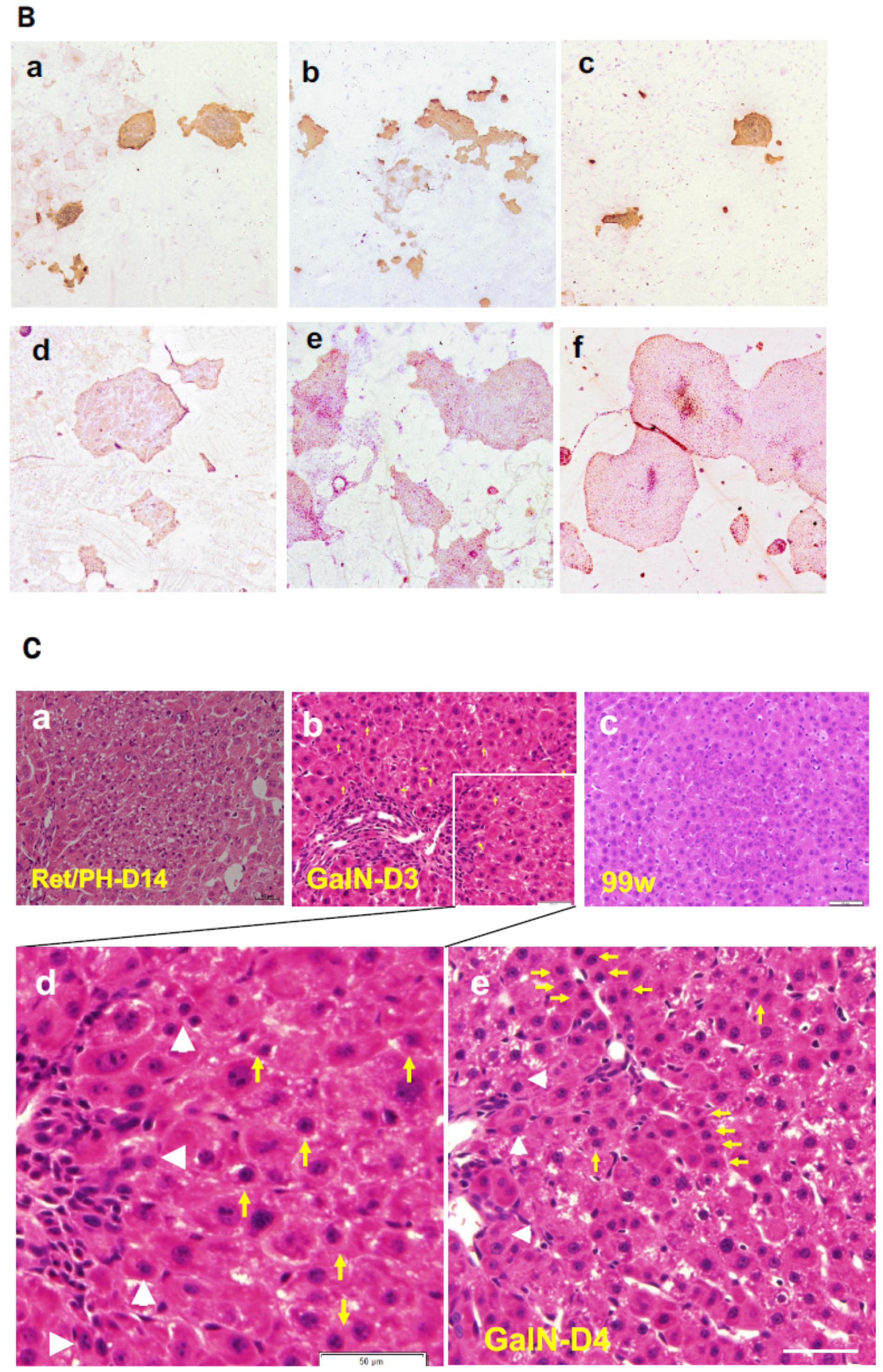 Cells 12 02718 g001b
