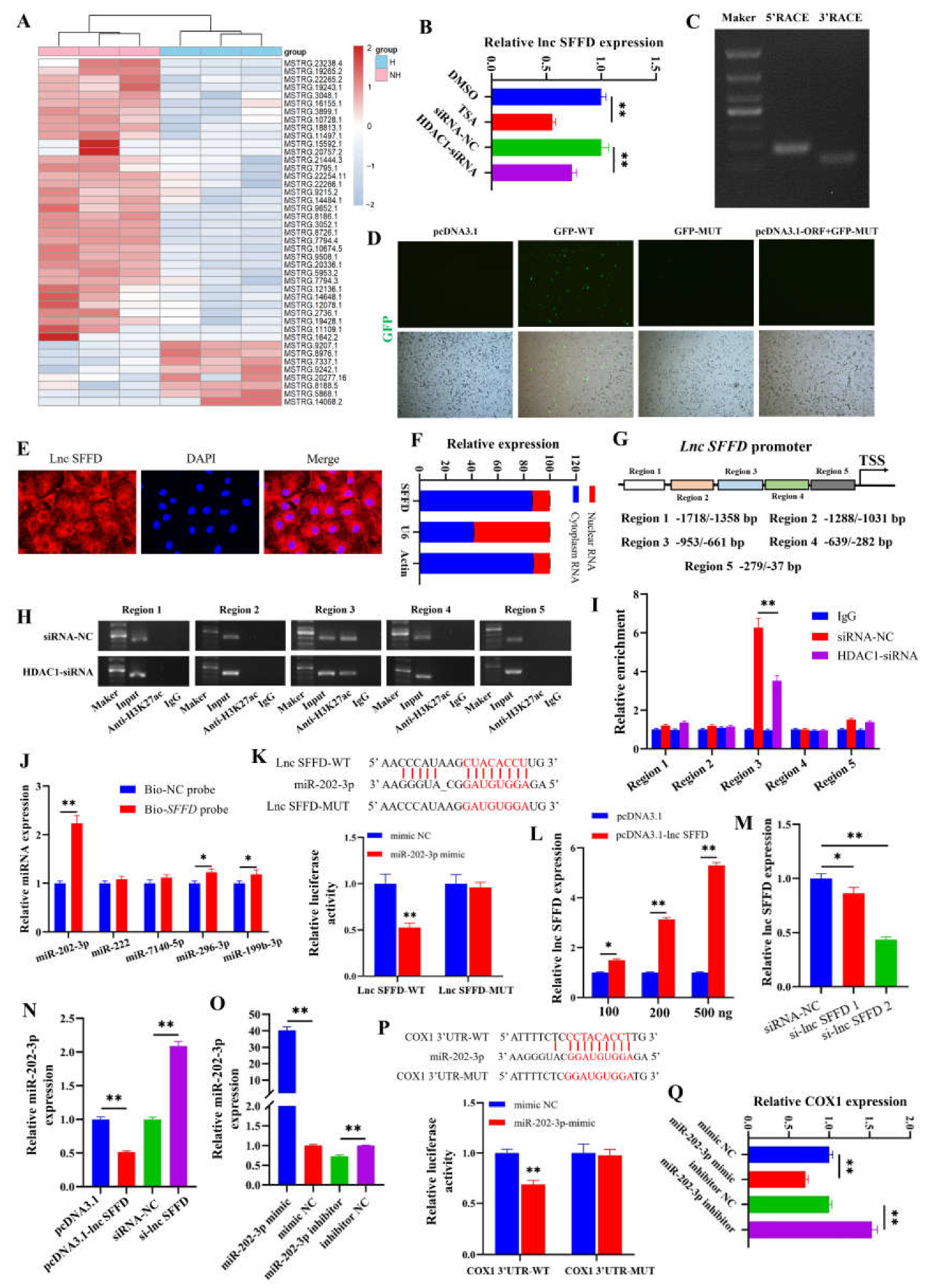 Cells 12 02734 g003 Cells 12 02734 g003