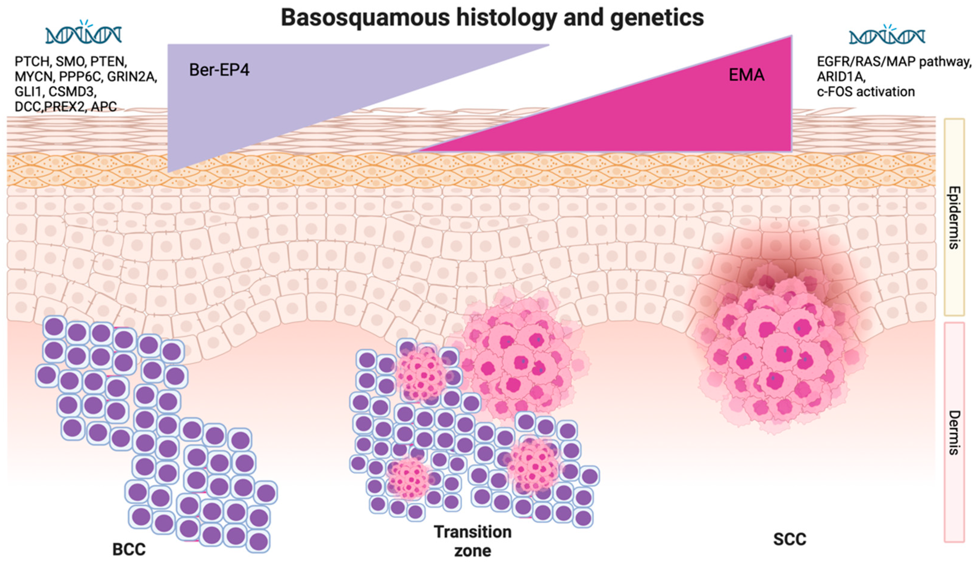 Cells 12 02737 g001 Cells 12 02737 g001