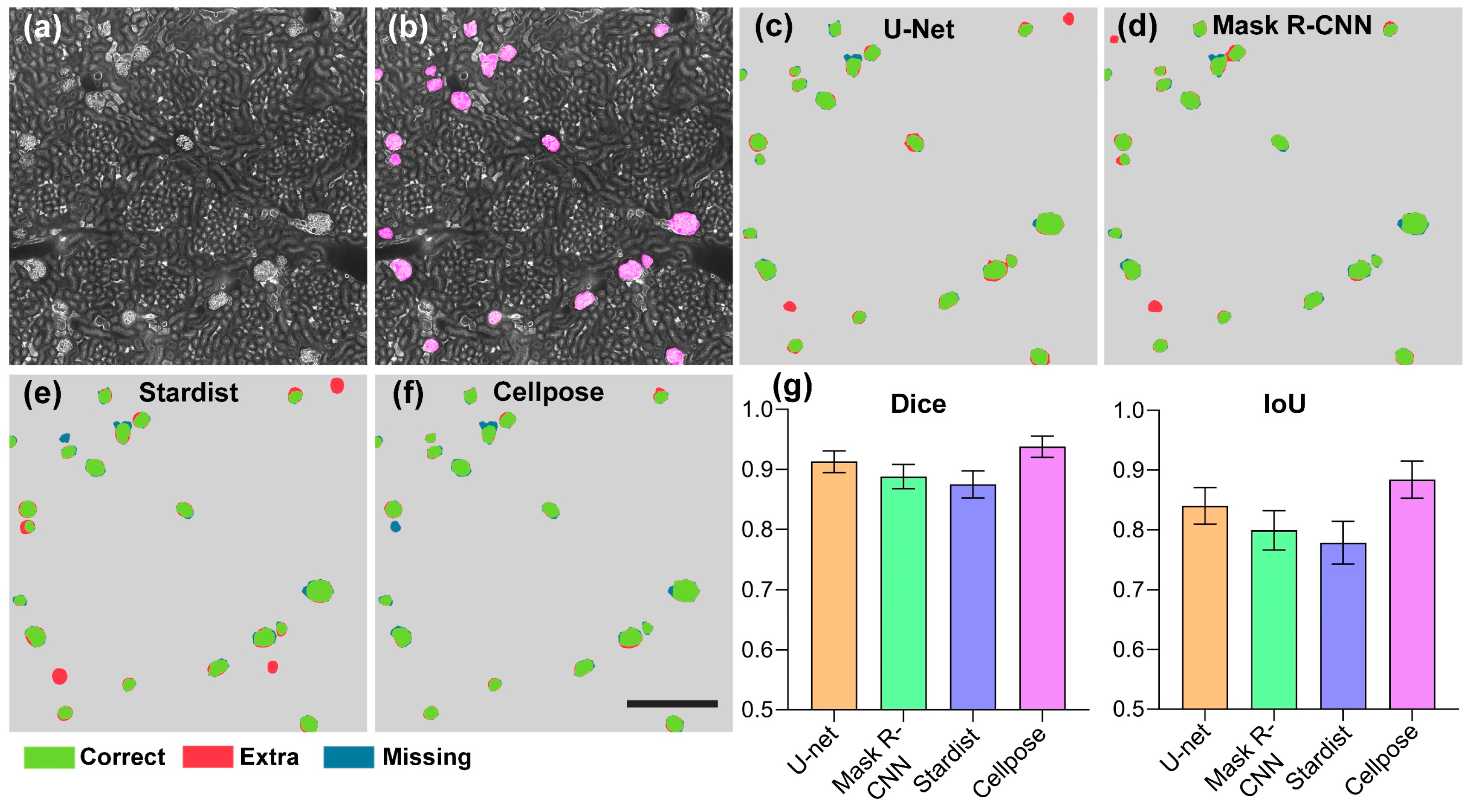 Cells 12 02753 g004 Cells 12 02753 g004