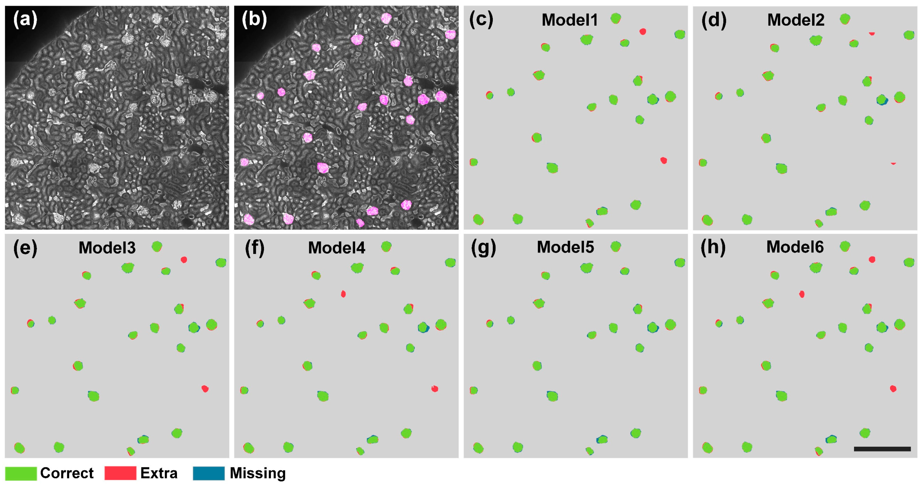 Cells 12 02753 g005 Cells 12 02753 g005