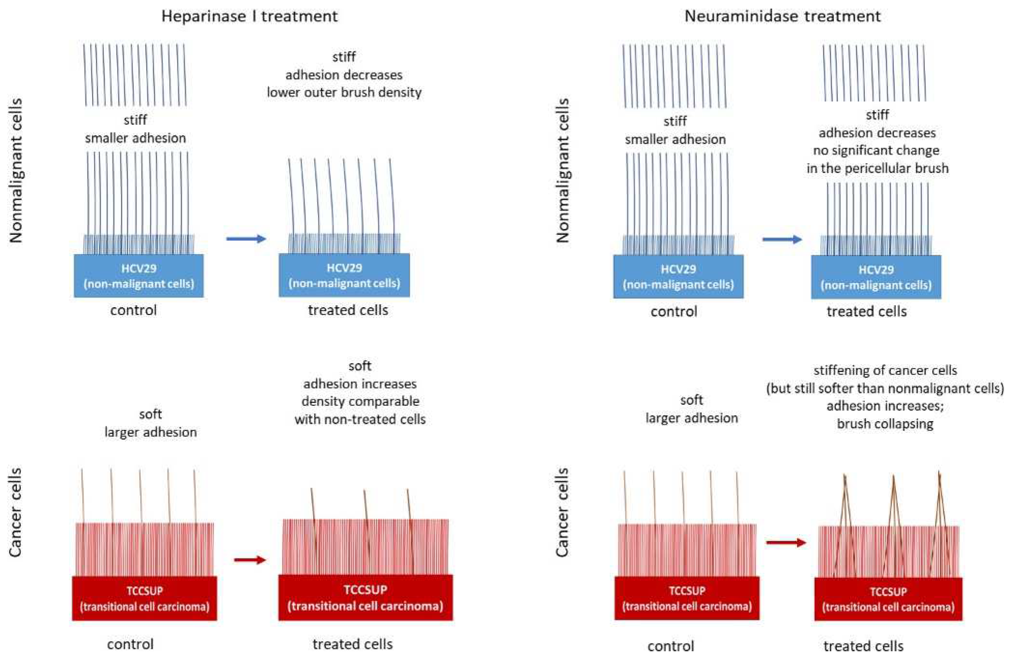 Cells 12 02778 g007 Cells 12 02778 g007