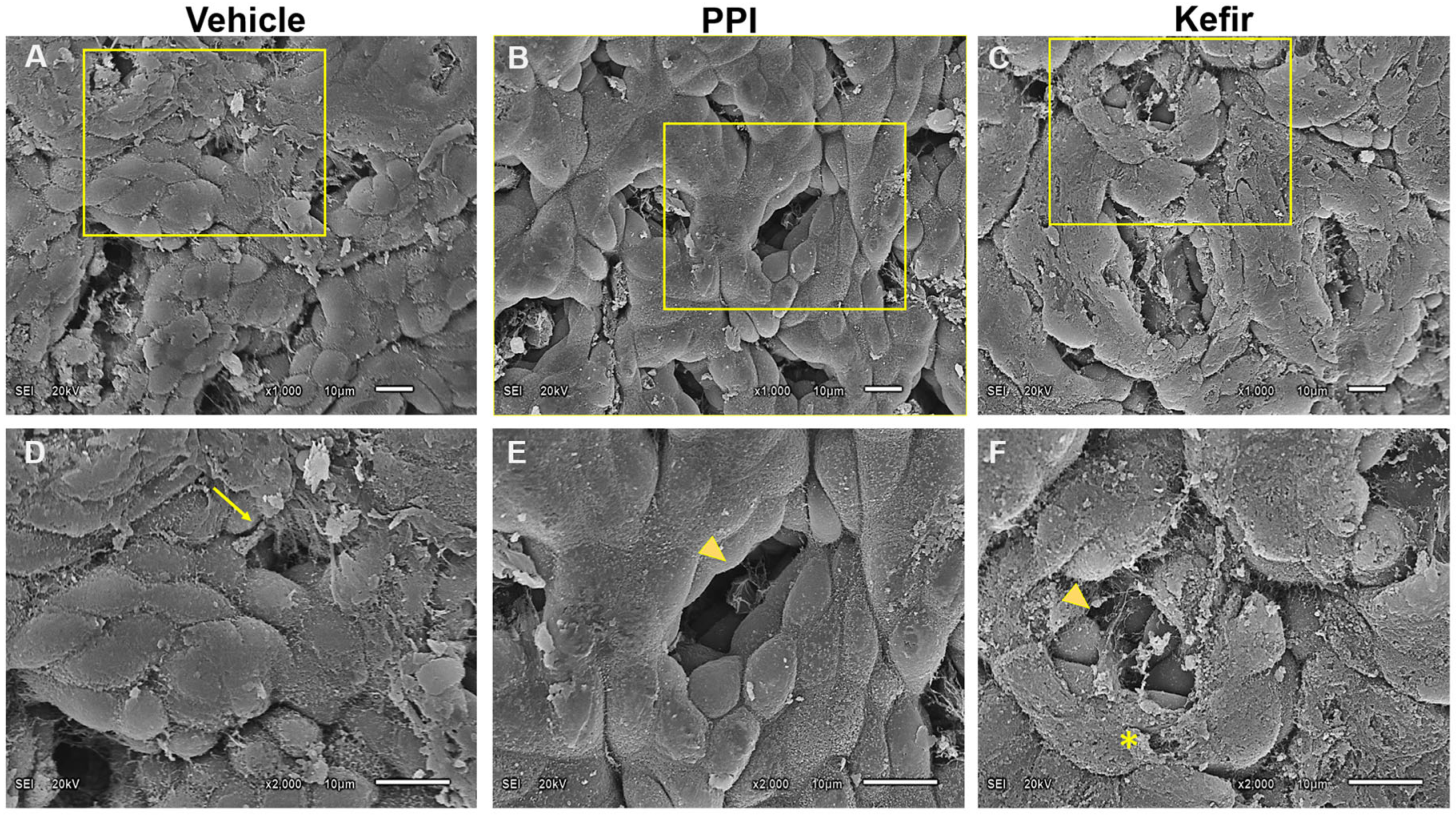 Cells 12 02799 g006 Cells 12 02799 g006