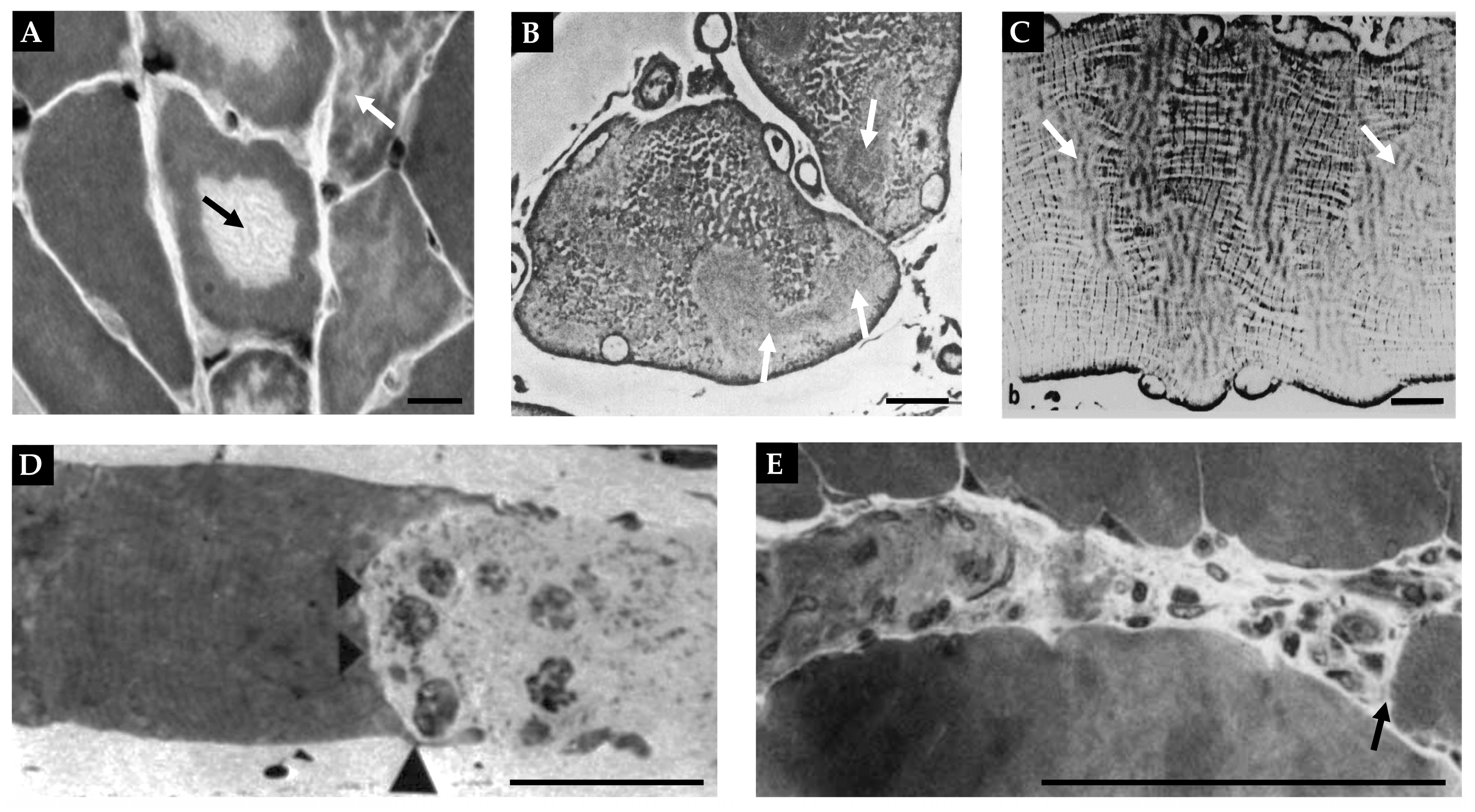 Cells 12 02811 g005 Cells 12 02811 g005