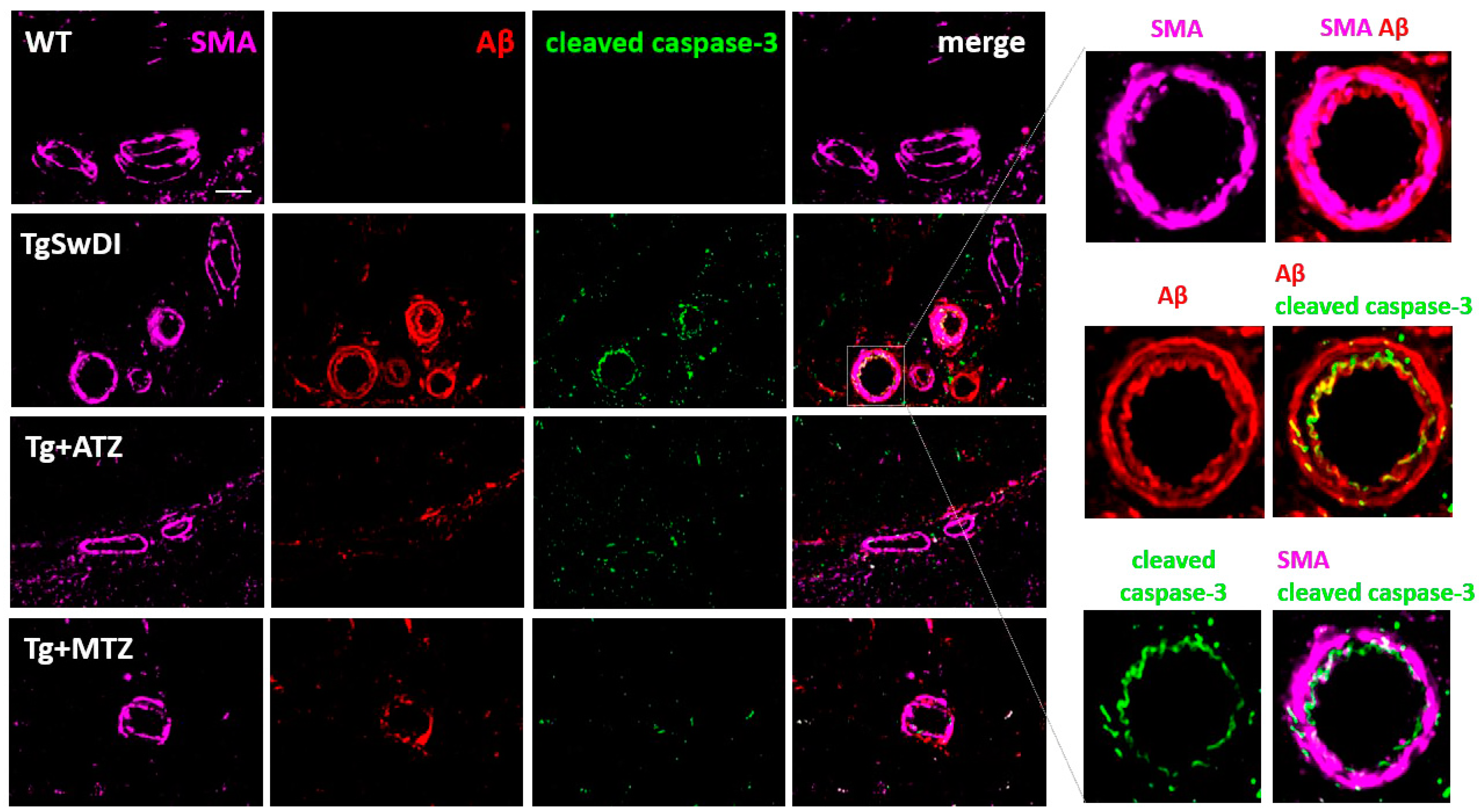 Cells 12 02840 g008 Cells 12 02840 g008