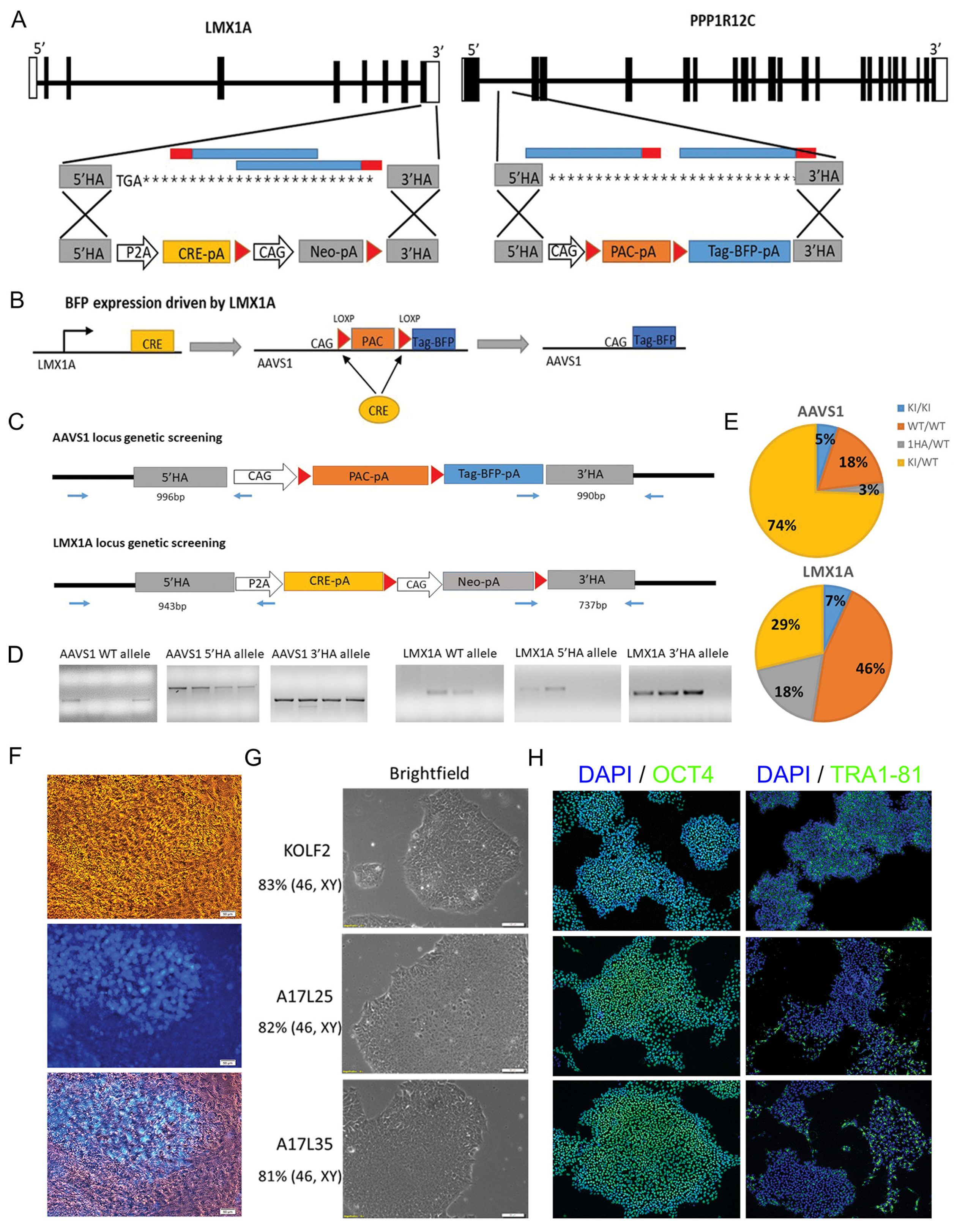 Cells 12 02860 g001 Cells 12 02860 g001