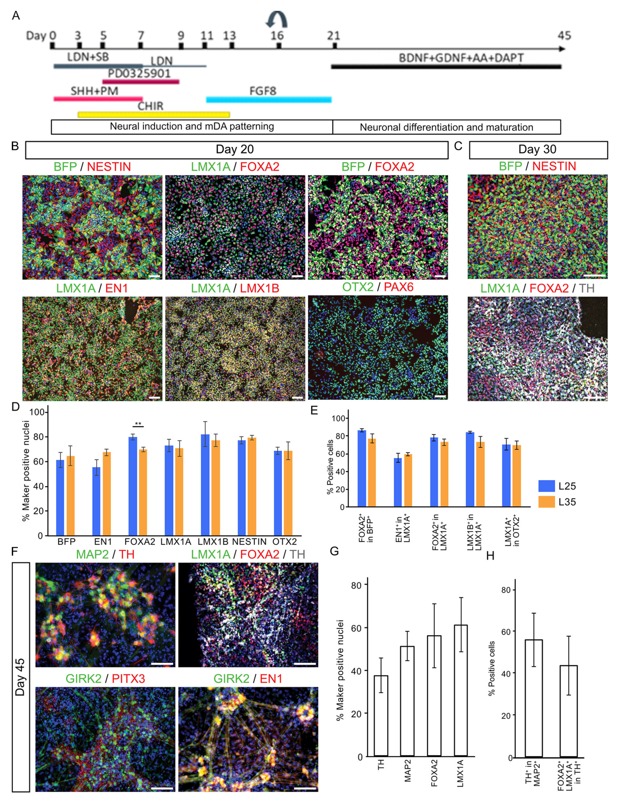 Cells 12 02860 g002 Cells 12 02860 g002