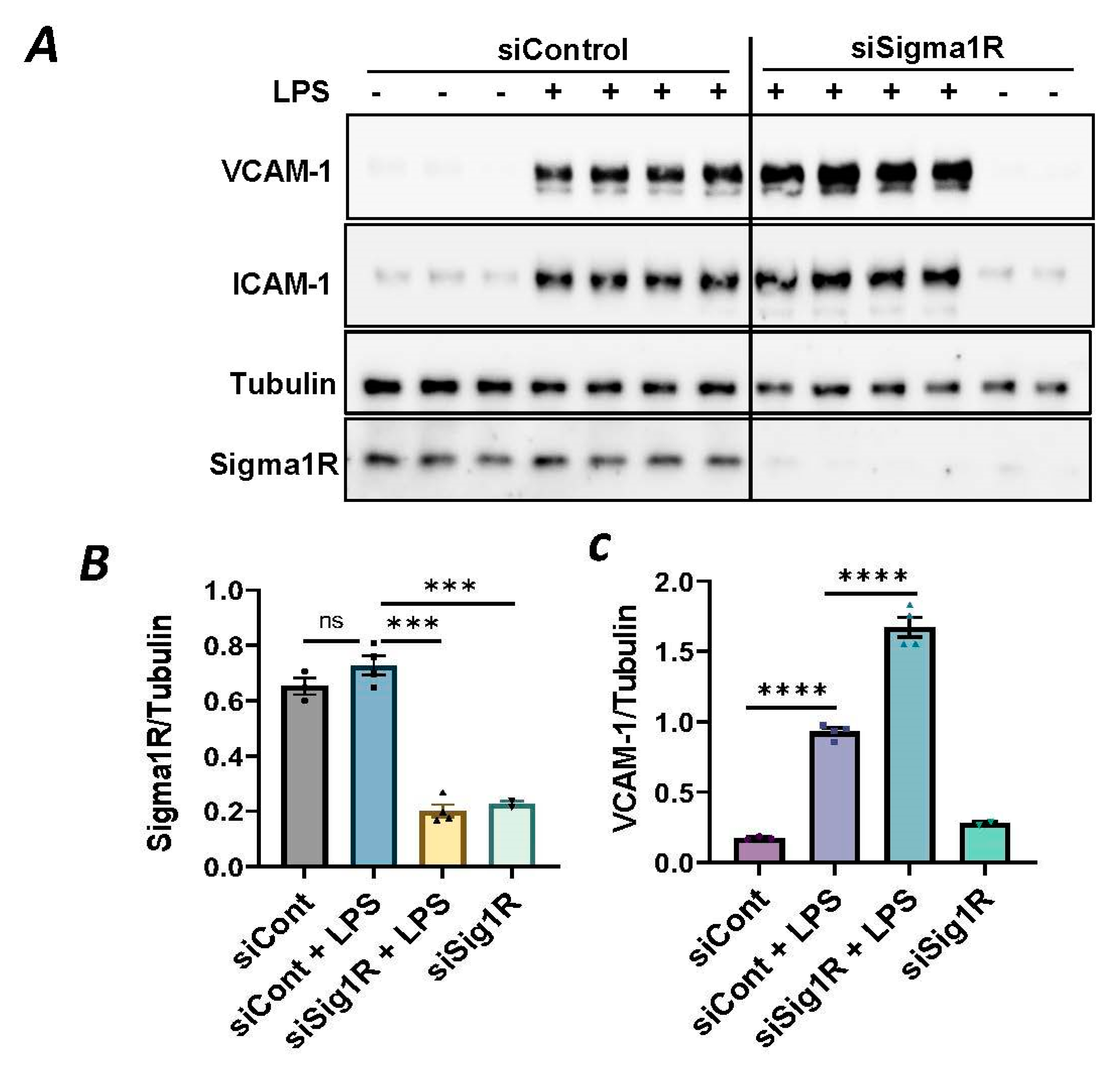 Cells 13 00005 g001a