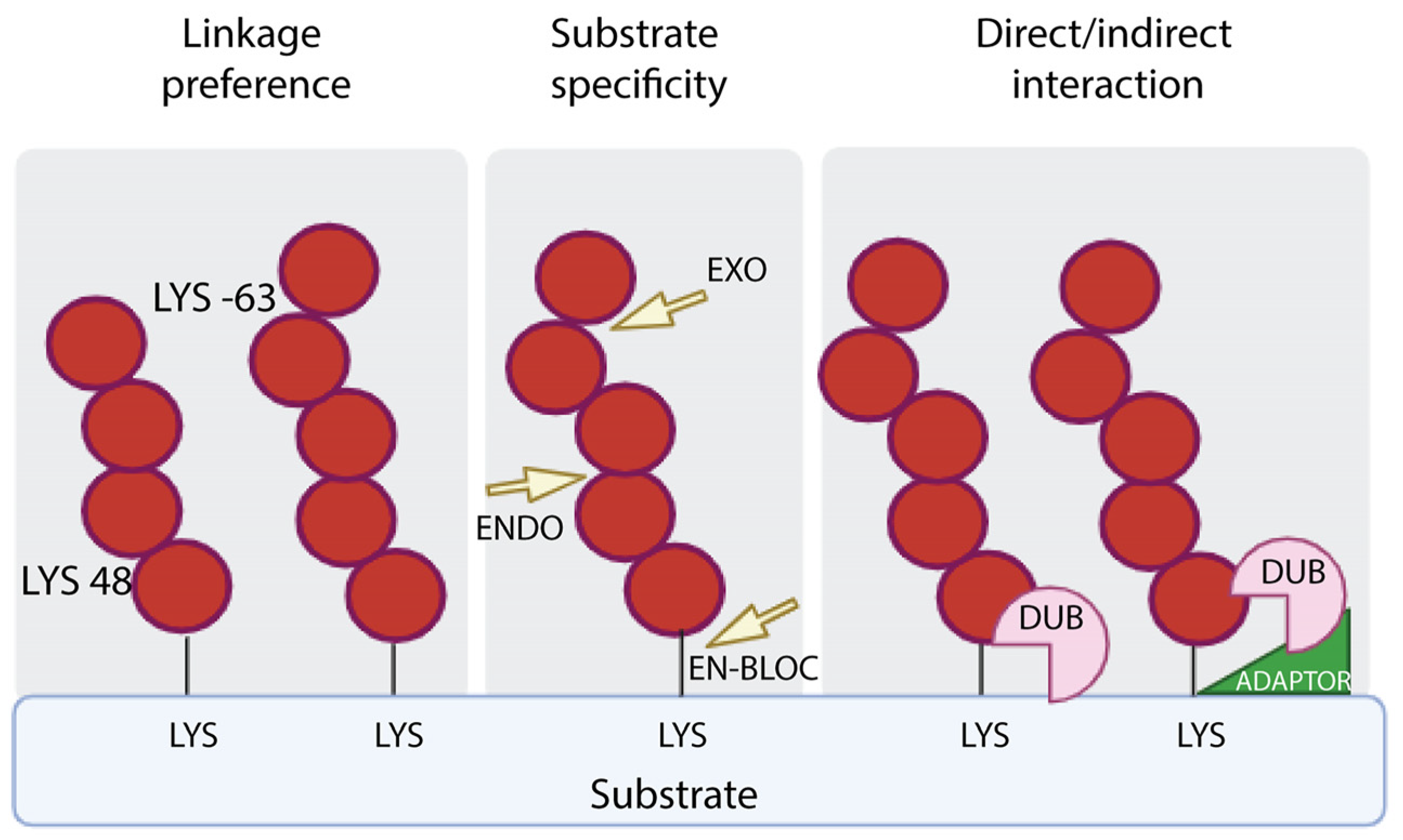 Cells 13 00029 g002 Cells 13 00029 g002