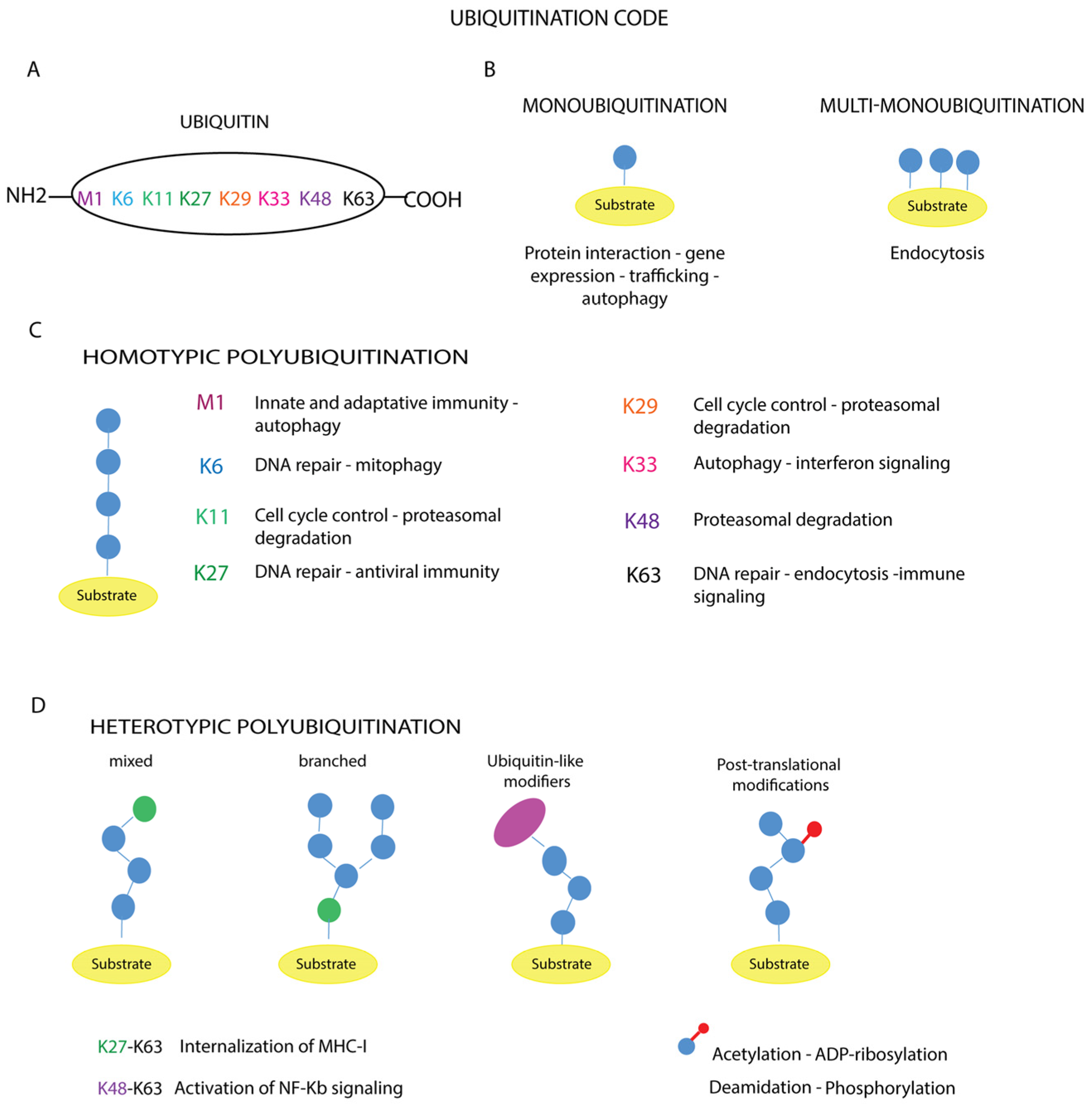 Cells 13 00029 g003 Cells 13 00029 g003