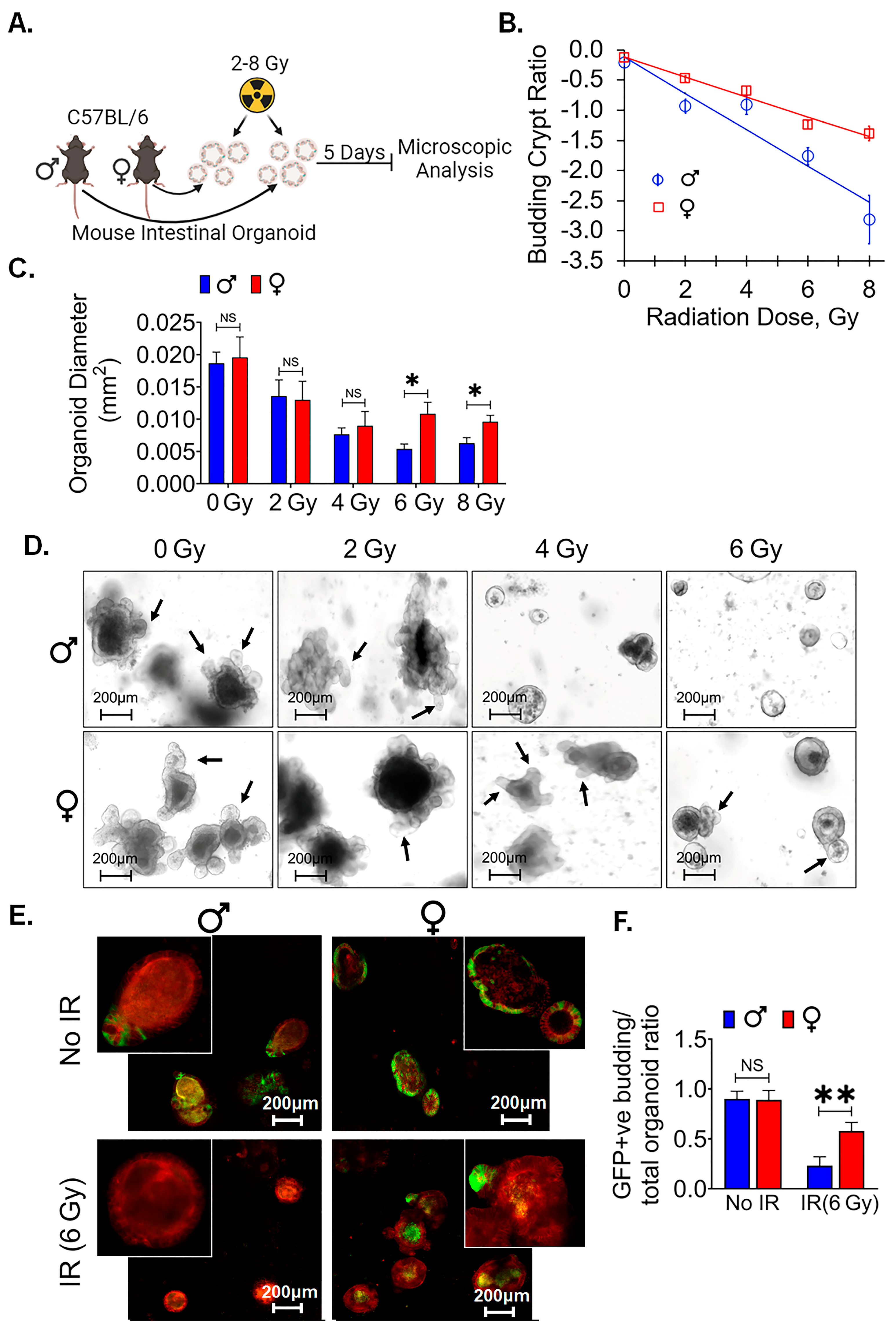 Cells 13 00046 g005 Cells 13 00046 g005