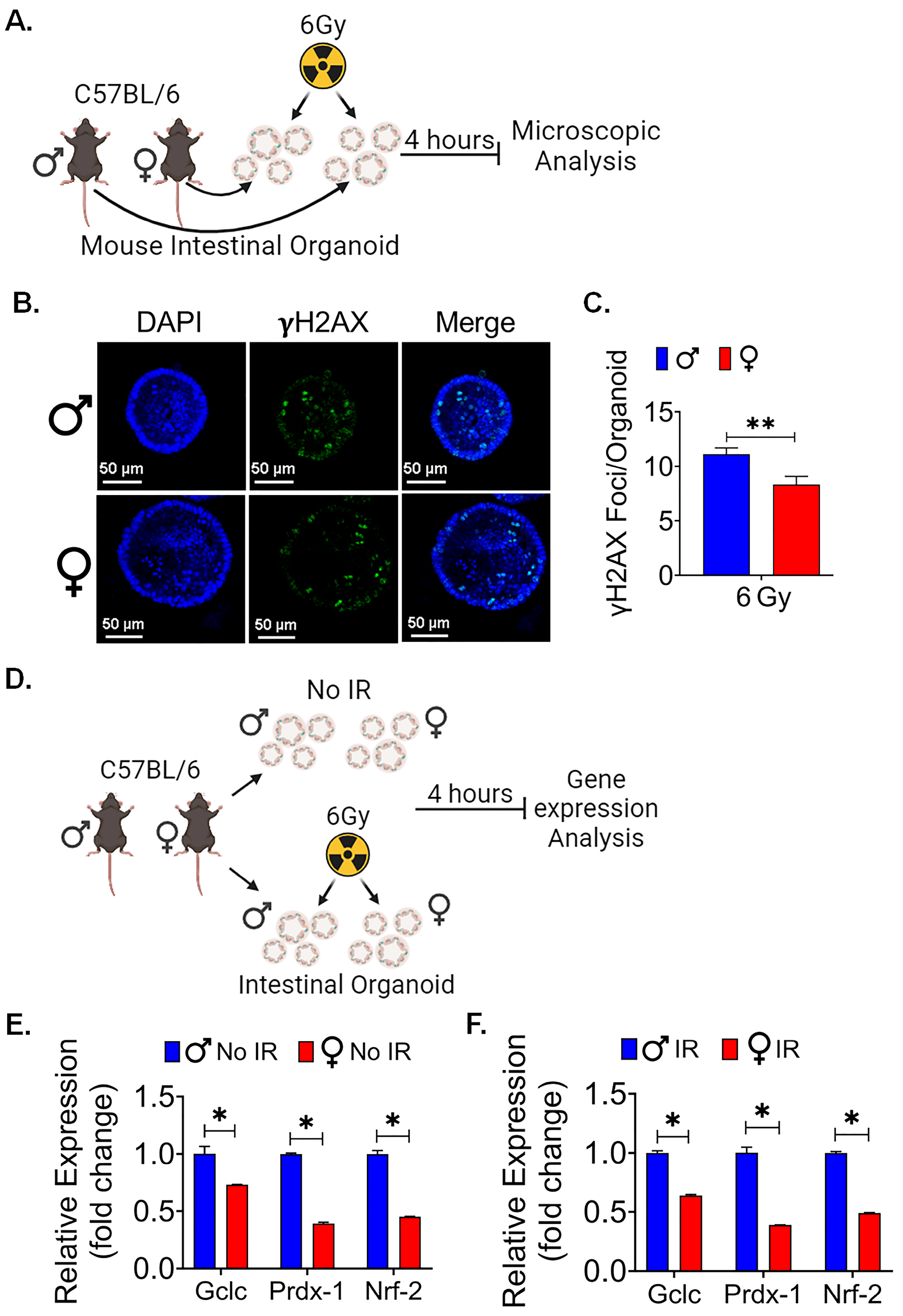 Cells 13 00046 g006 Cells 13 00046 g006