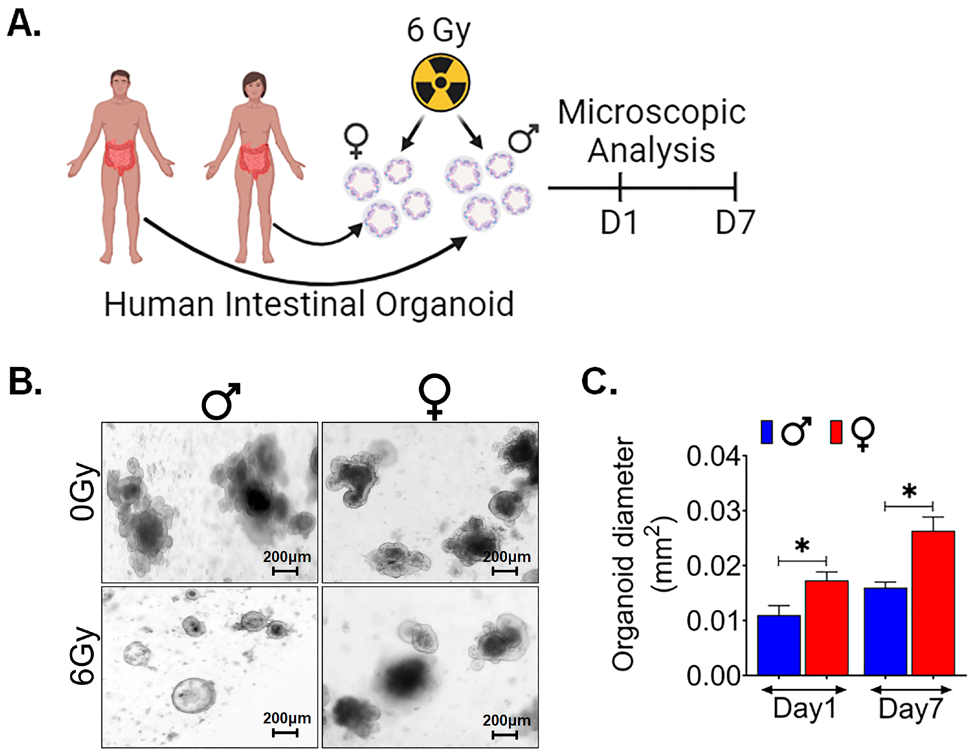 Cells 13 00046 g007 Cells 13 00046 g007