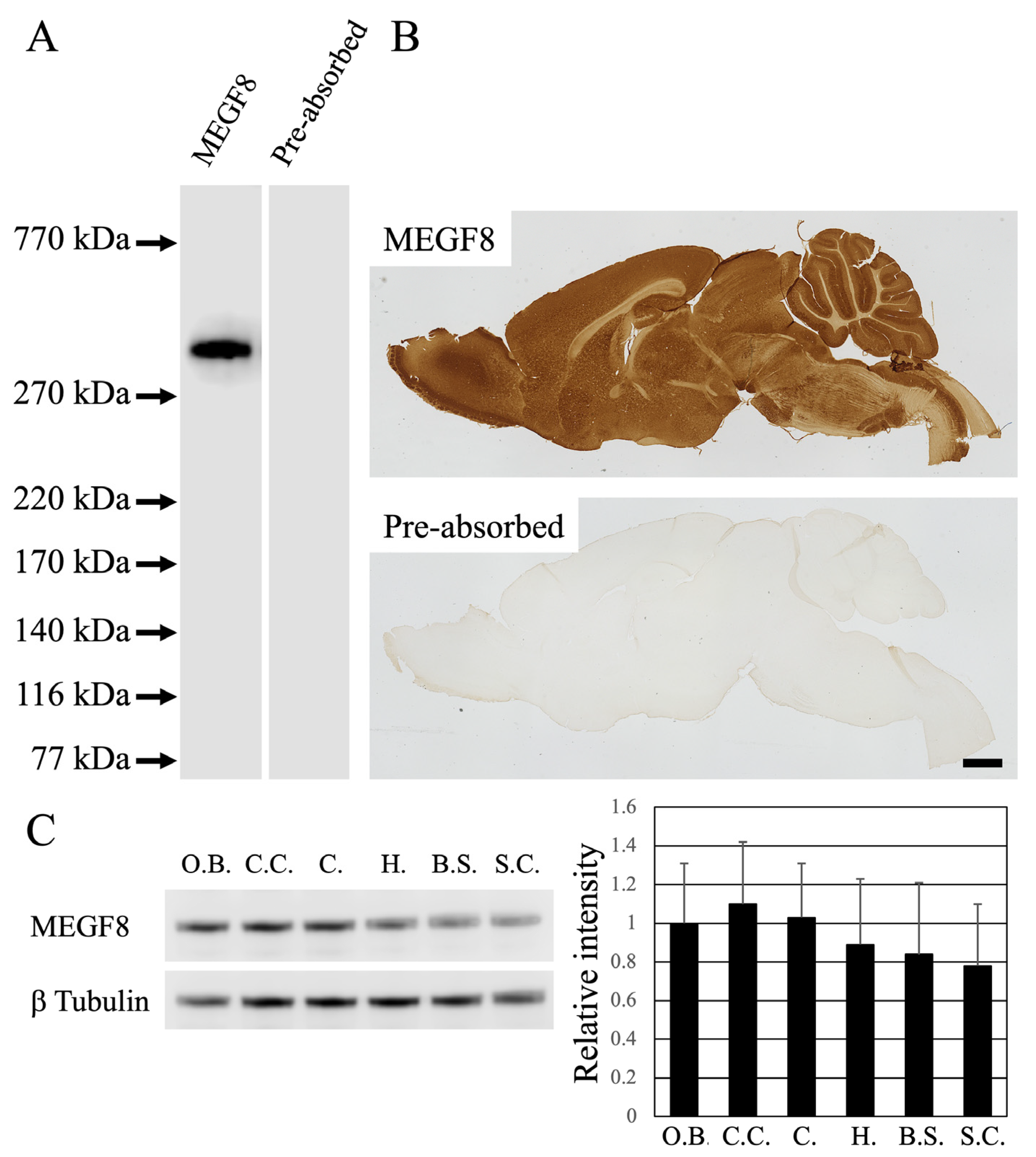 Cells 13 00063 g001 Cells 13 00063 g001