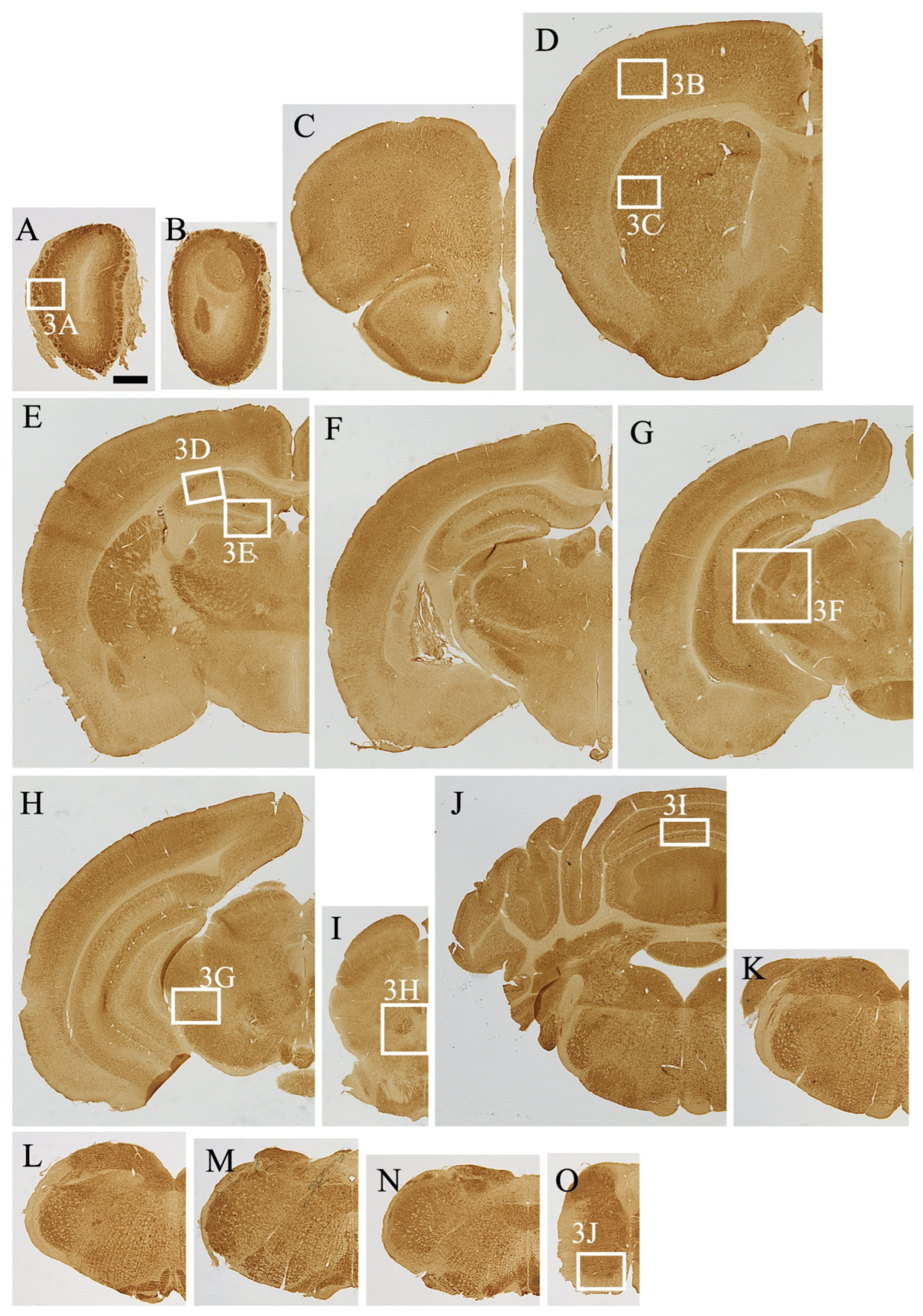 Cells 13 00063 g002 Cells 13 00063 g002