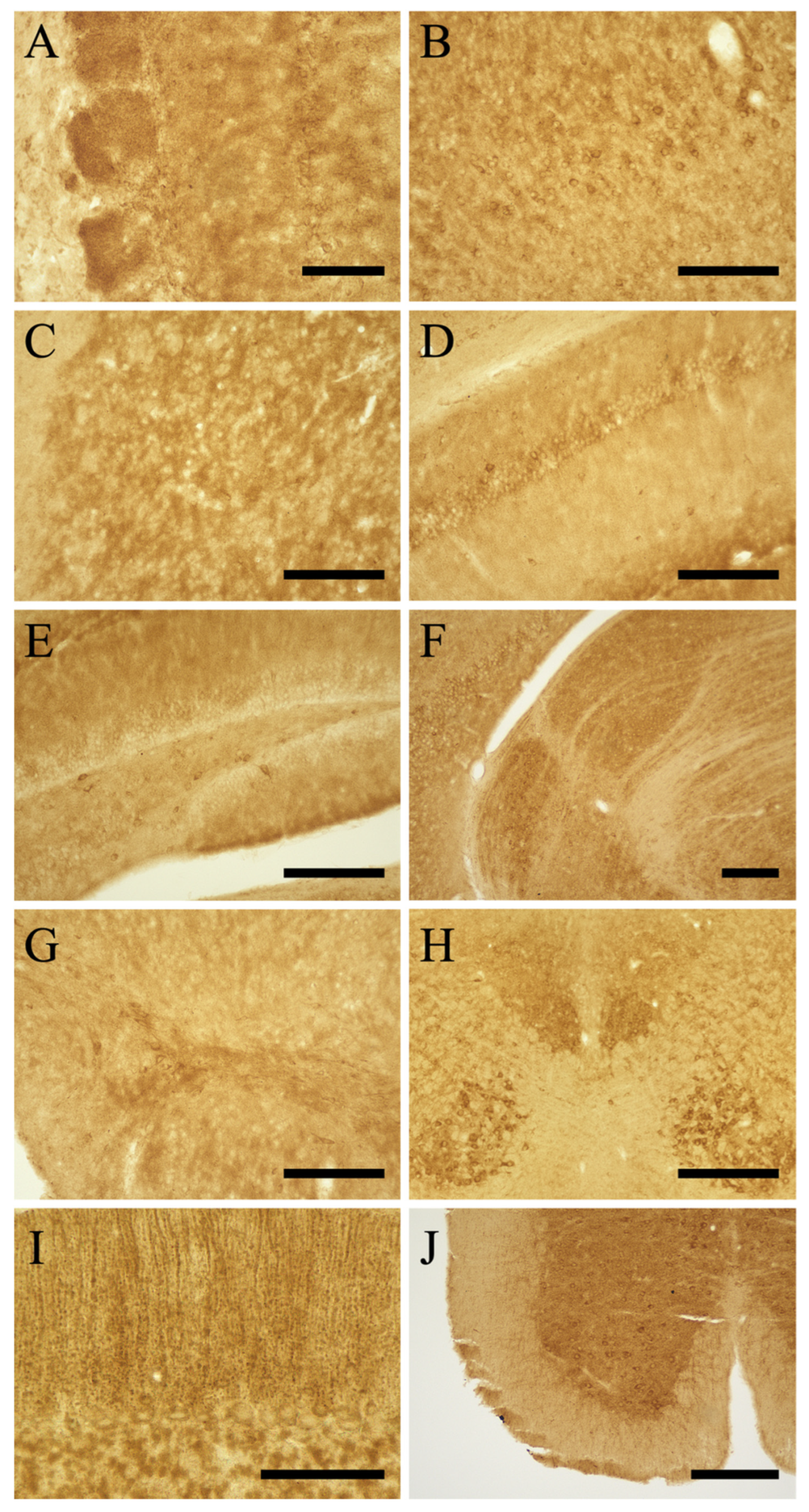 Cells 13 00063 g003 Cells 13 00063 g003