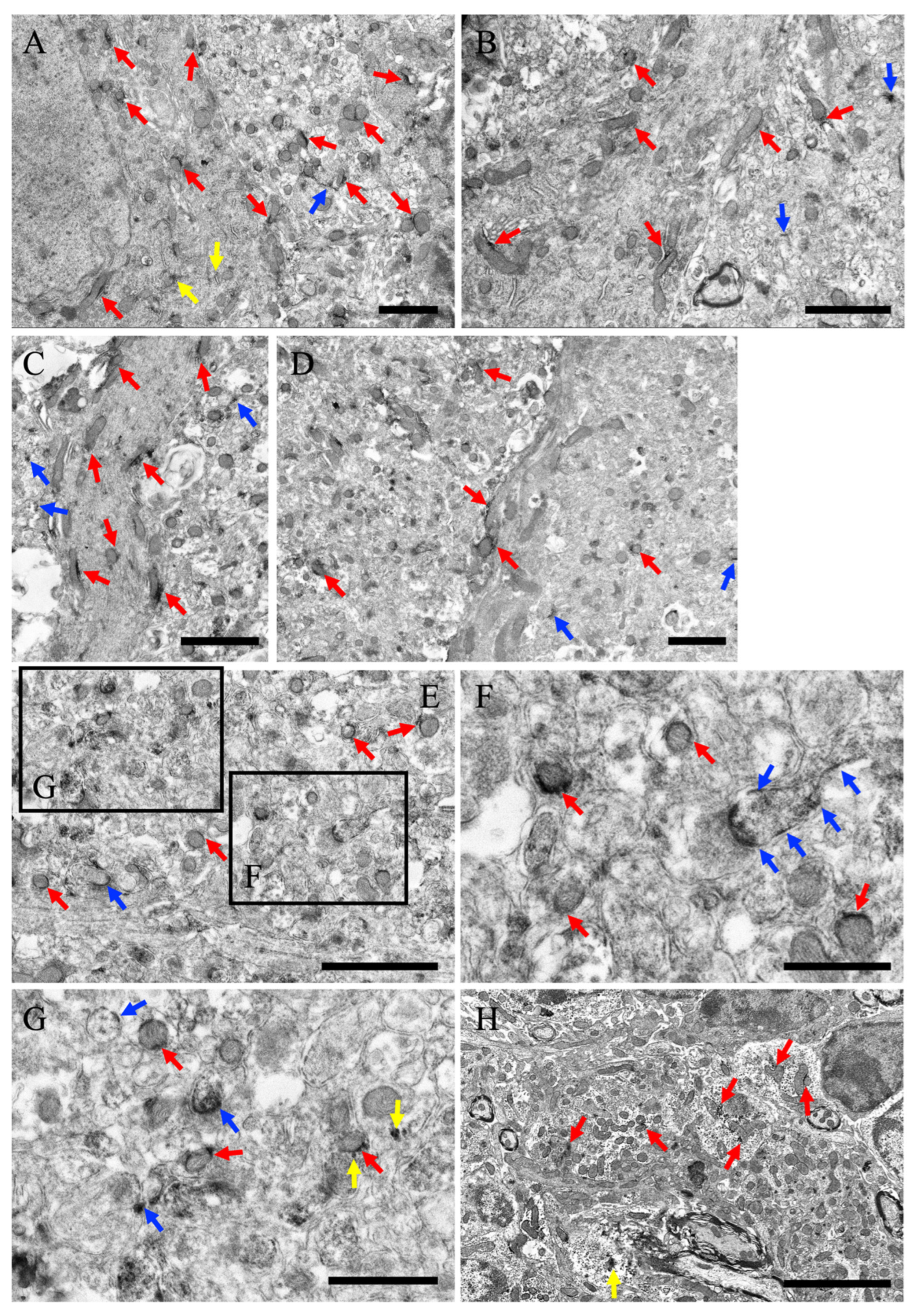 Cells 13 00063 g006 Cells 13 00063 g006