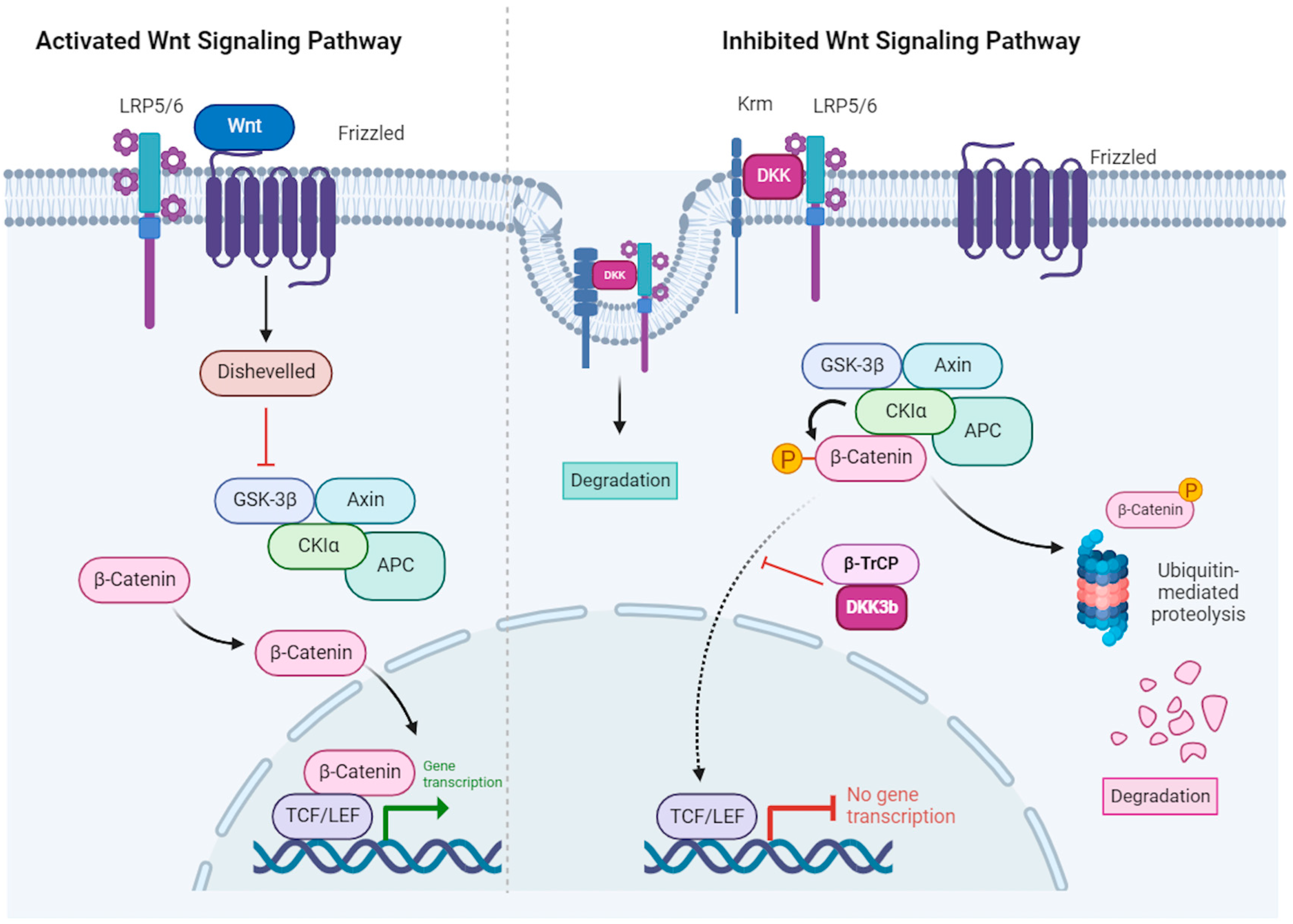 Cells 13 00075 g002 Cells 13 00075 g002