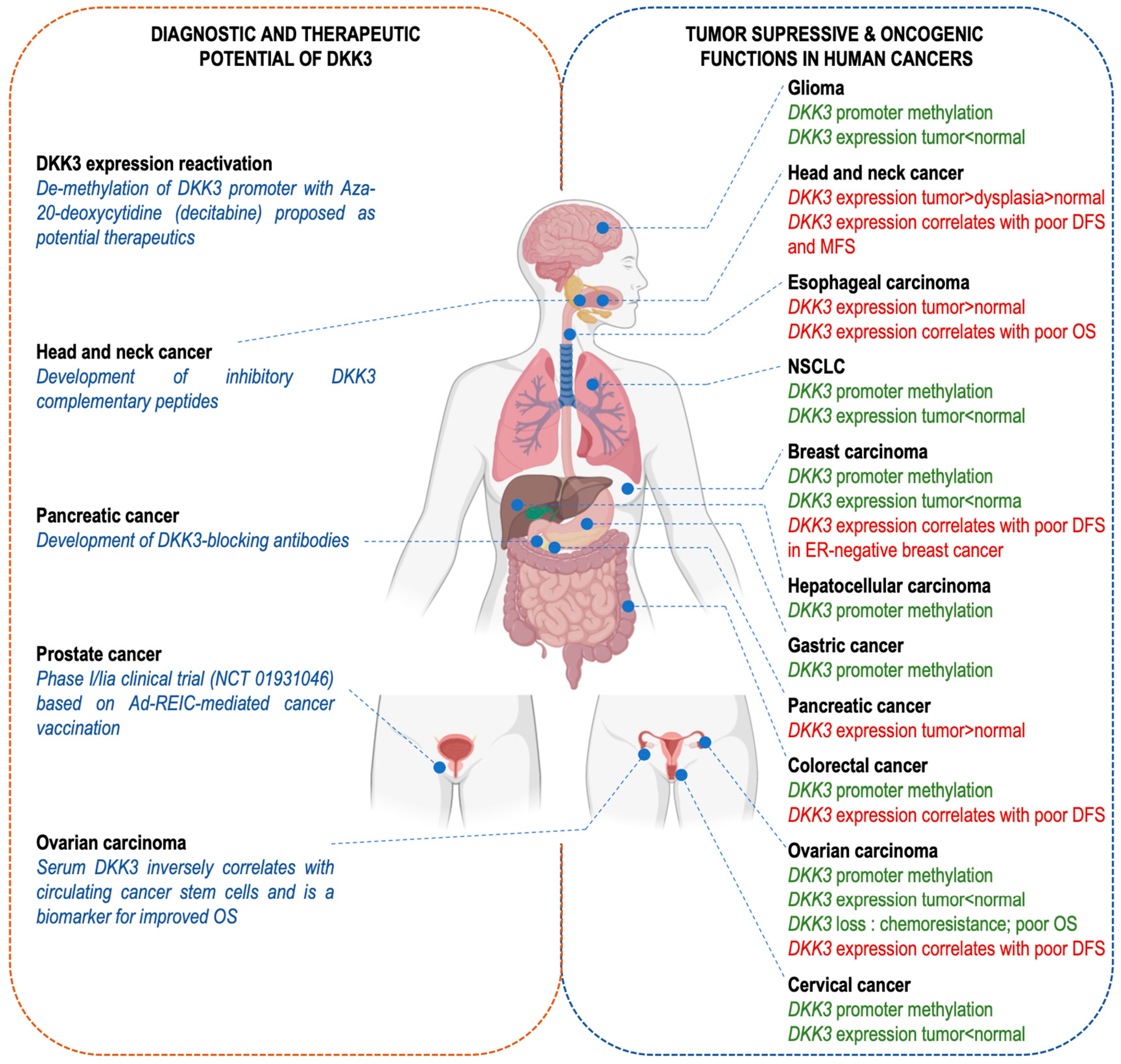 Cells 13 00075 g004 Cells 13 00075 g004