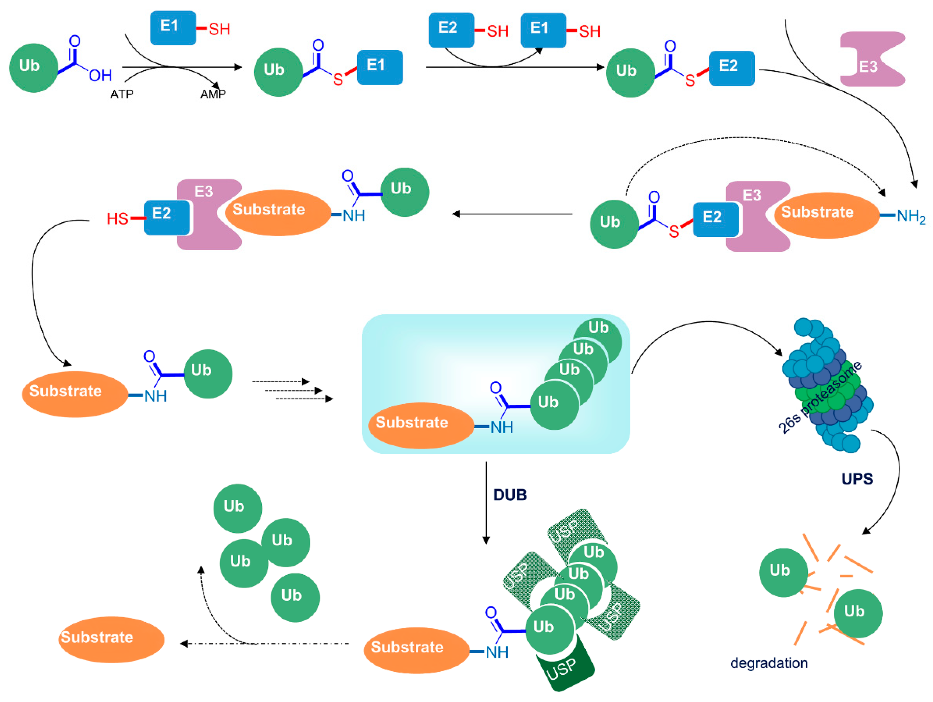Cells 13 00079 g005