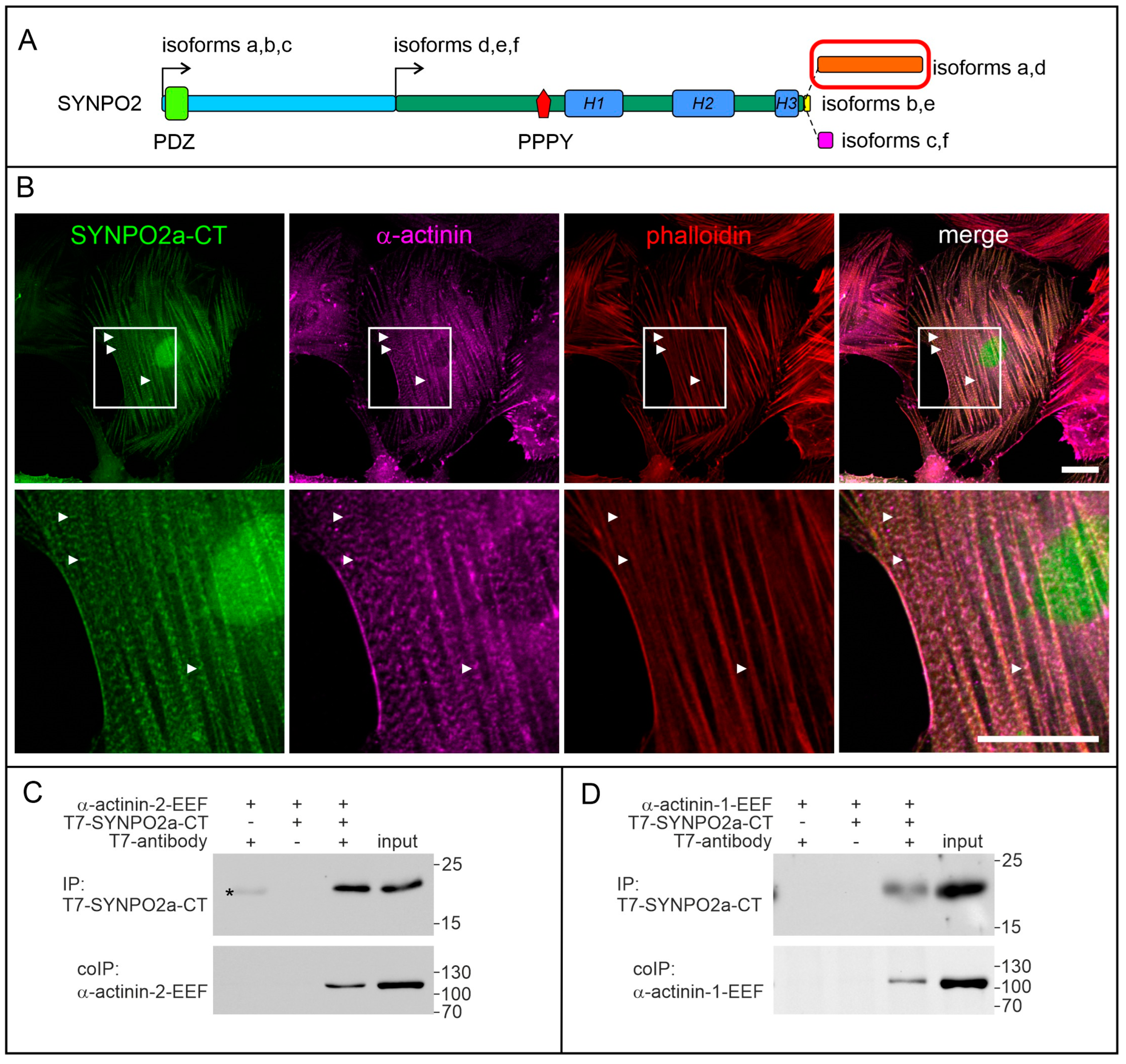 Cells 13 00085 g003