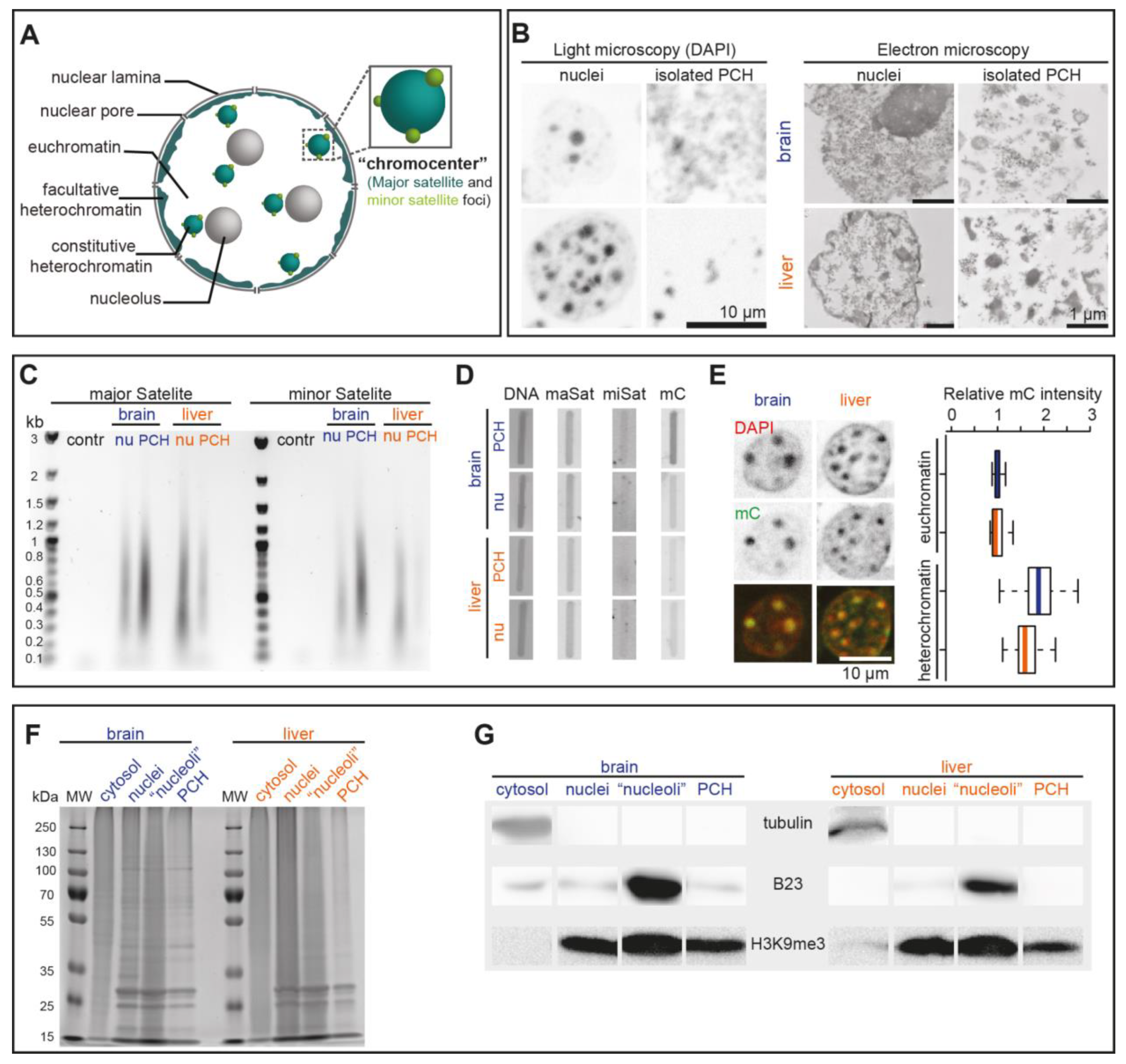 Cells 13 00139 g003 Cells 13 00139 g003