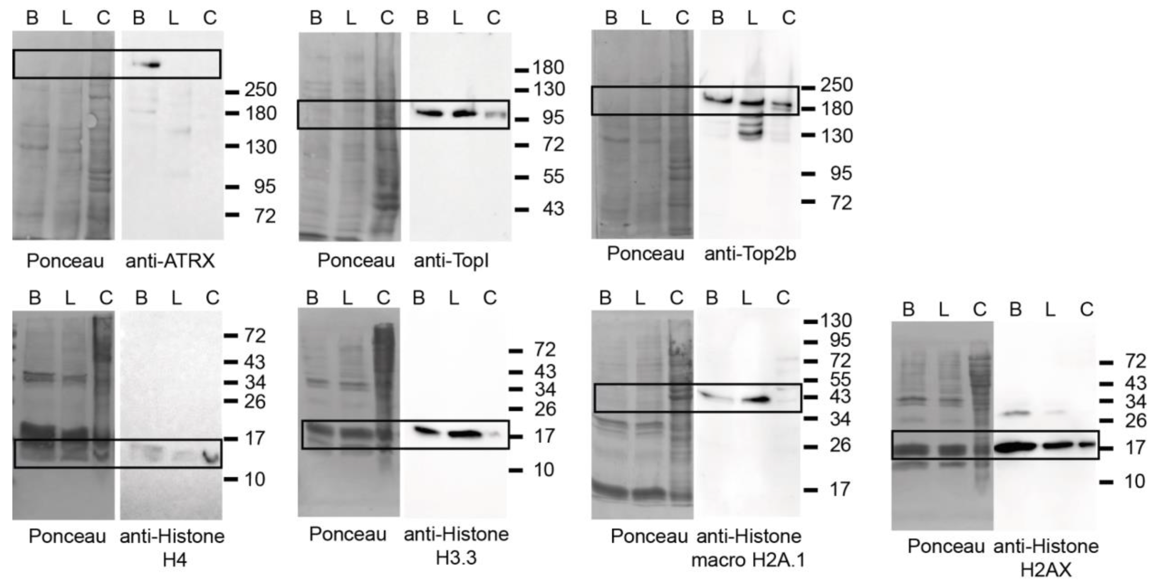 Cells 13 00139 g006 Cells 13 00139 g006