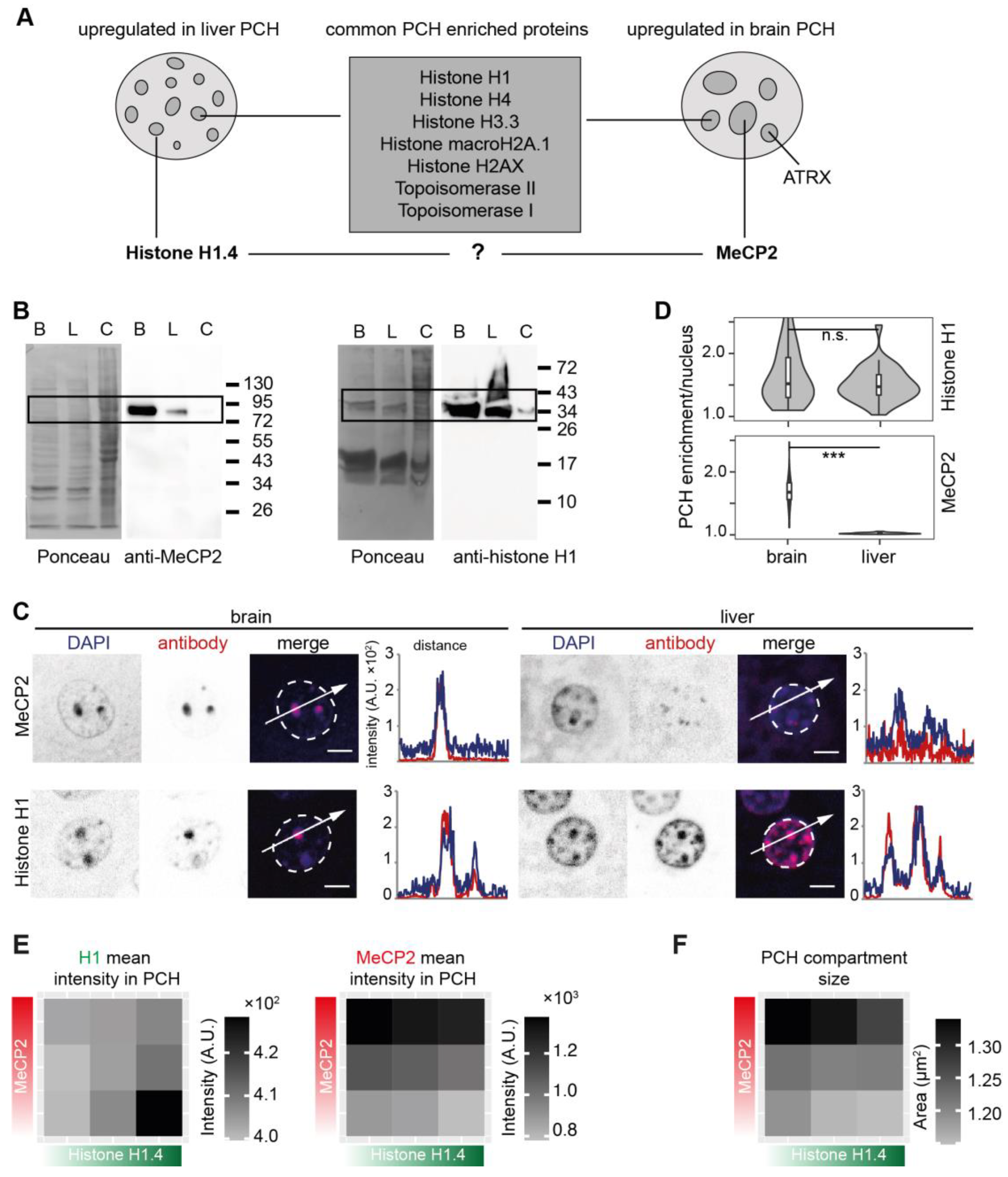 Cells 13 00139 g009 Cells 13 00139 g009