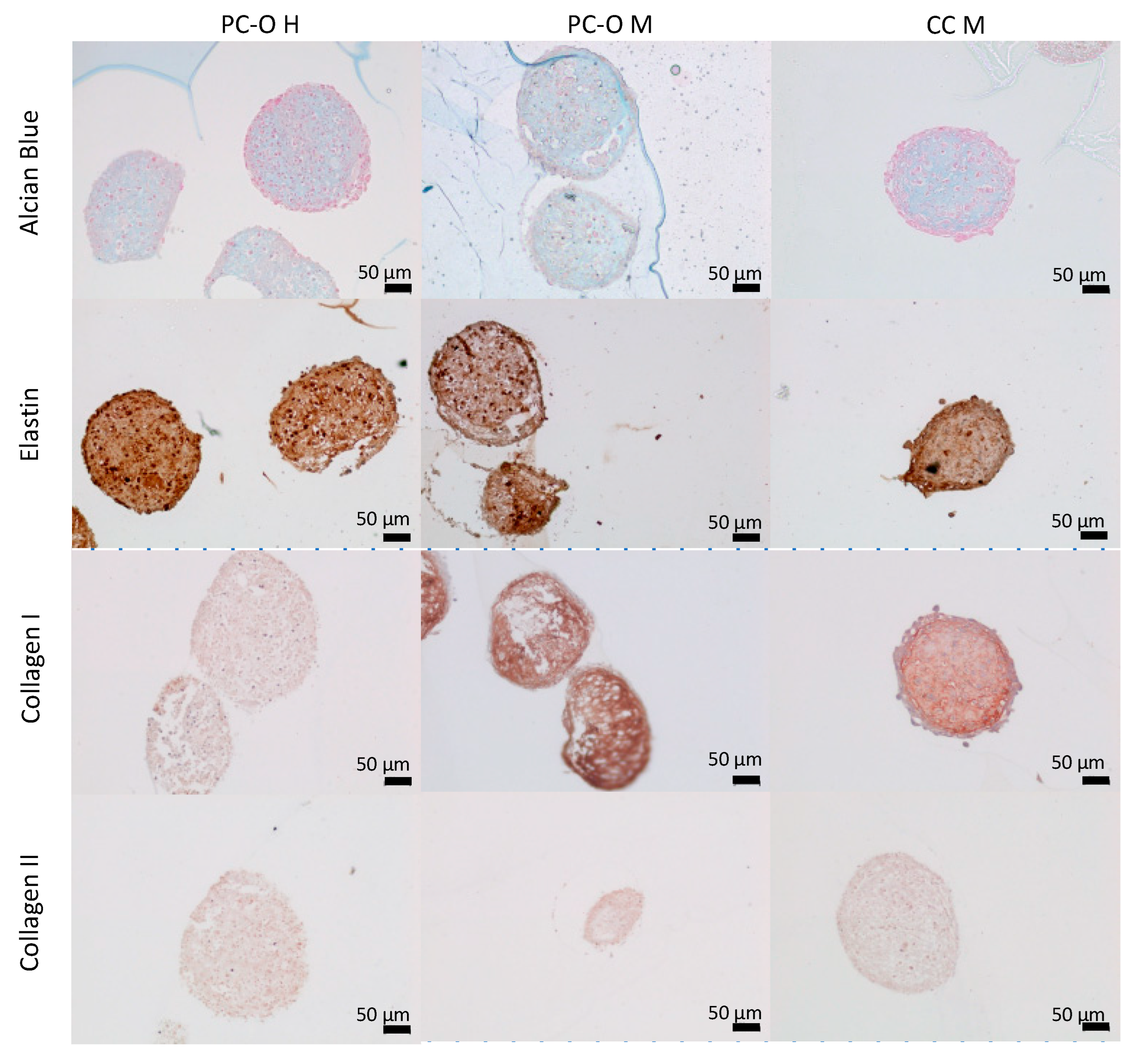 Cells 13 00141 g006 Cells 13 00141 g006