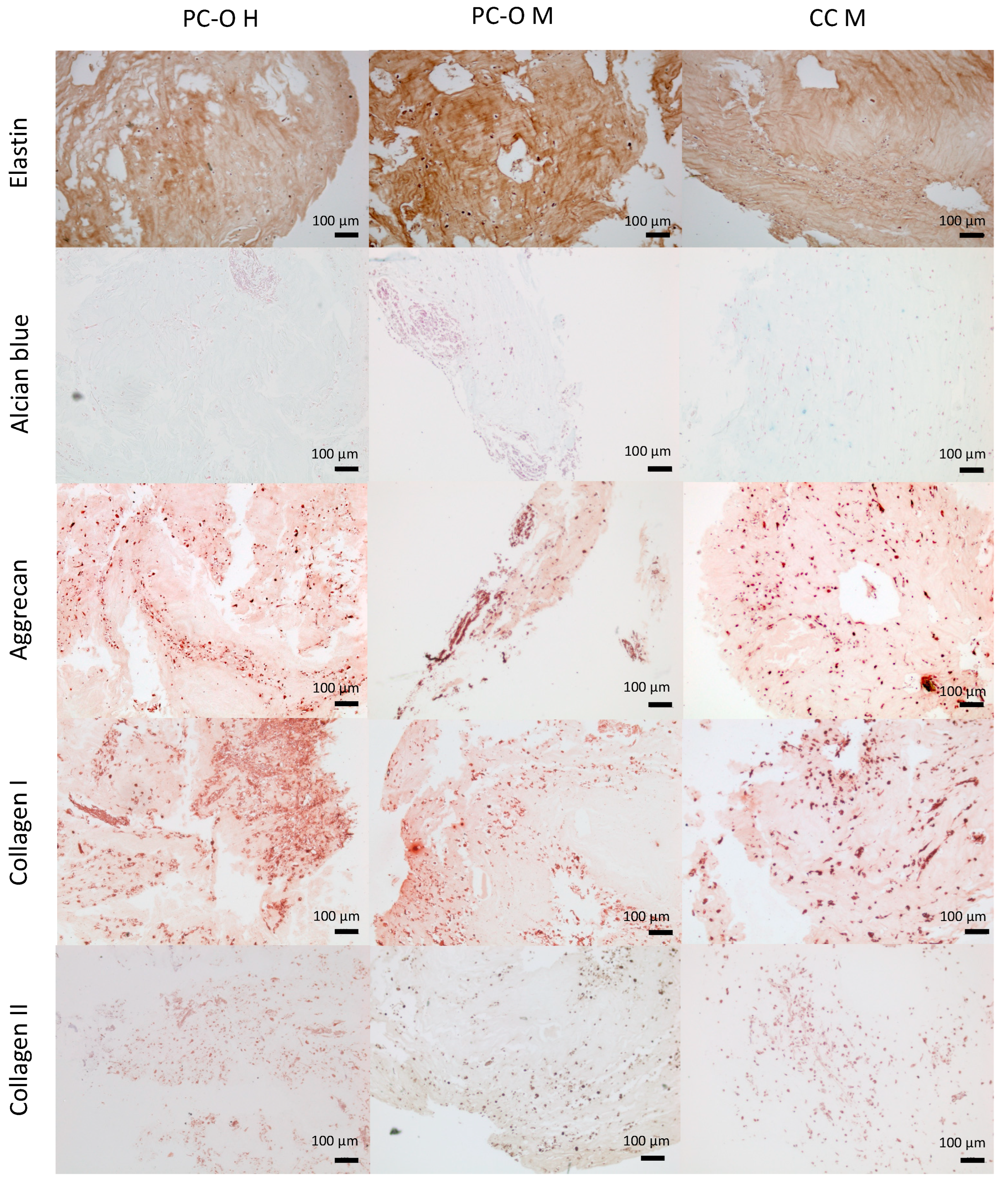 Cells 13 00141 g007 Cells 13 00141 g007