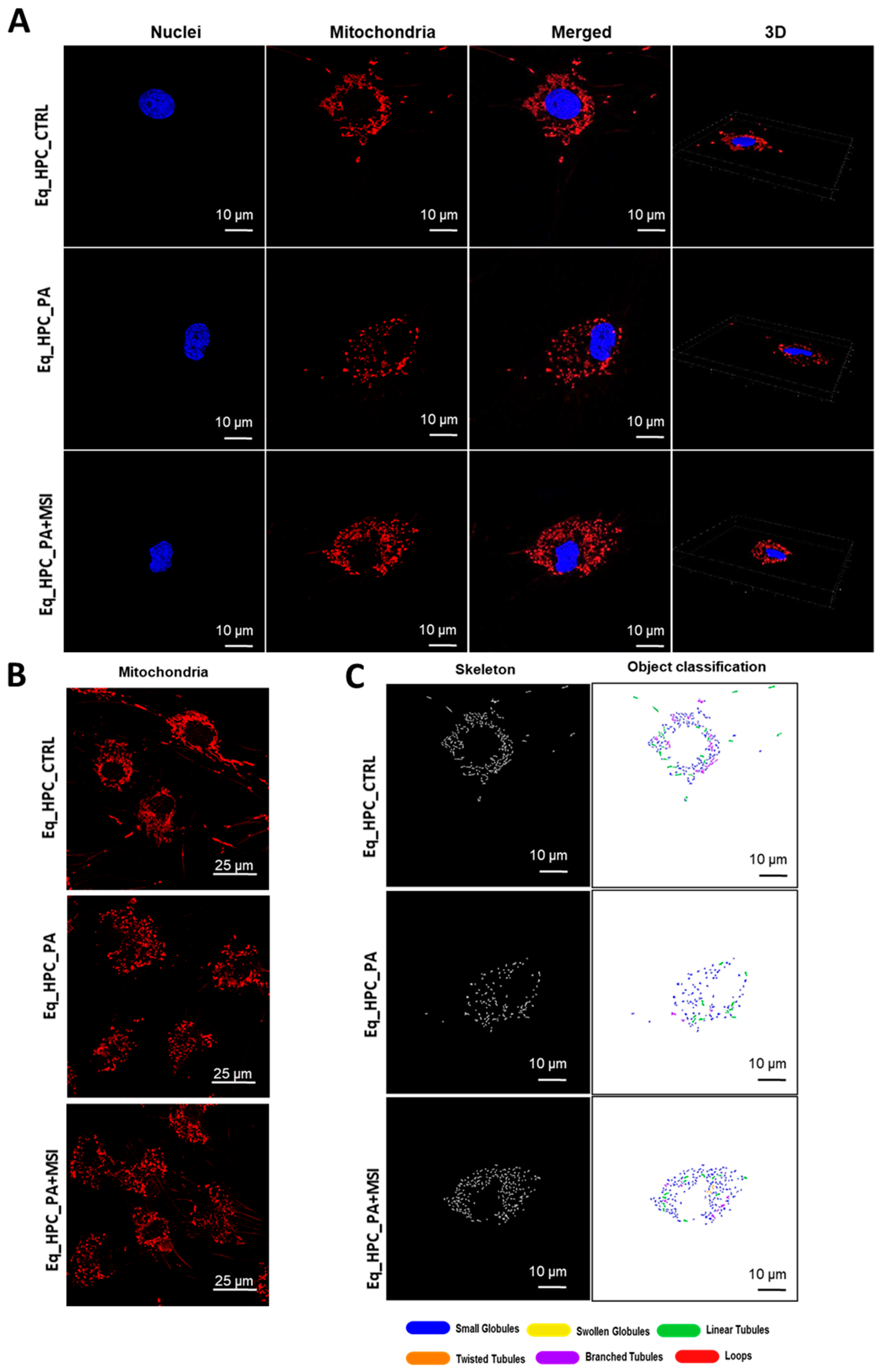 Cells 13 00152 g003a