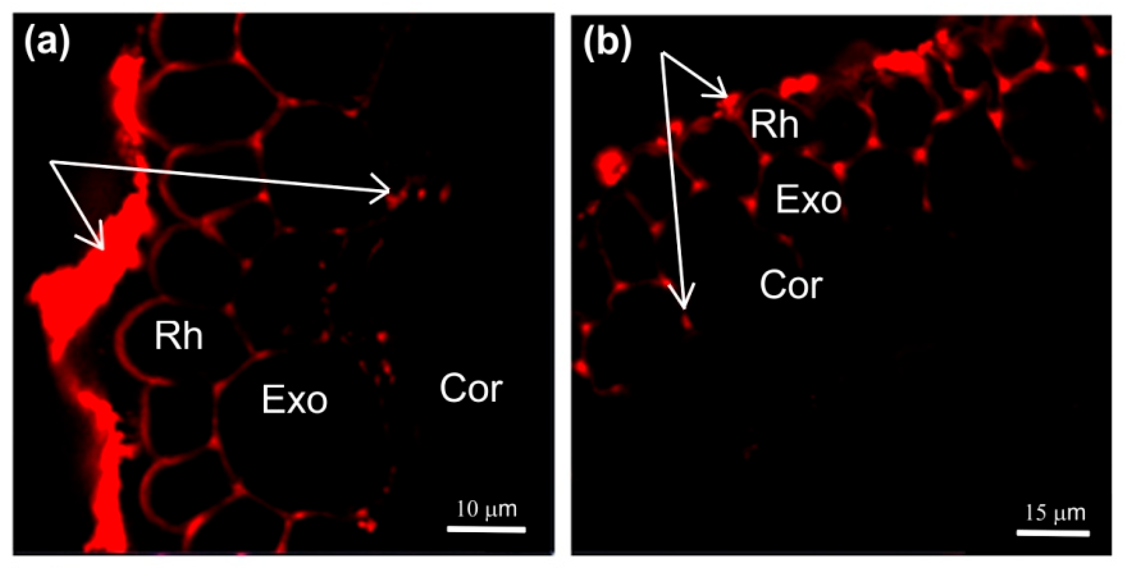 Cells 13 00154 g005a