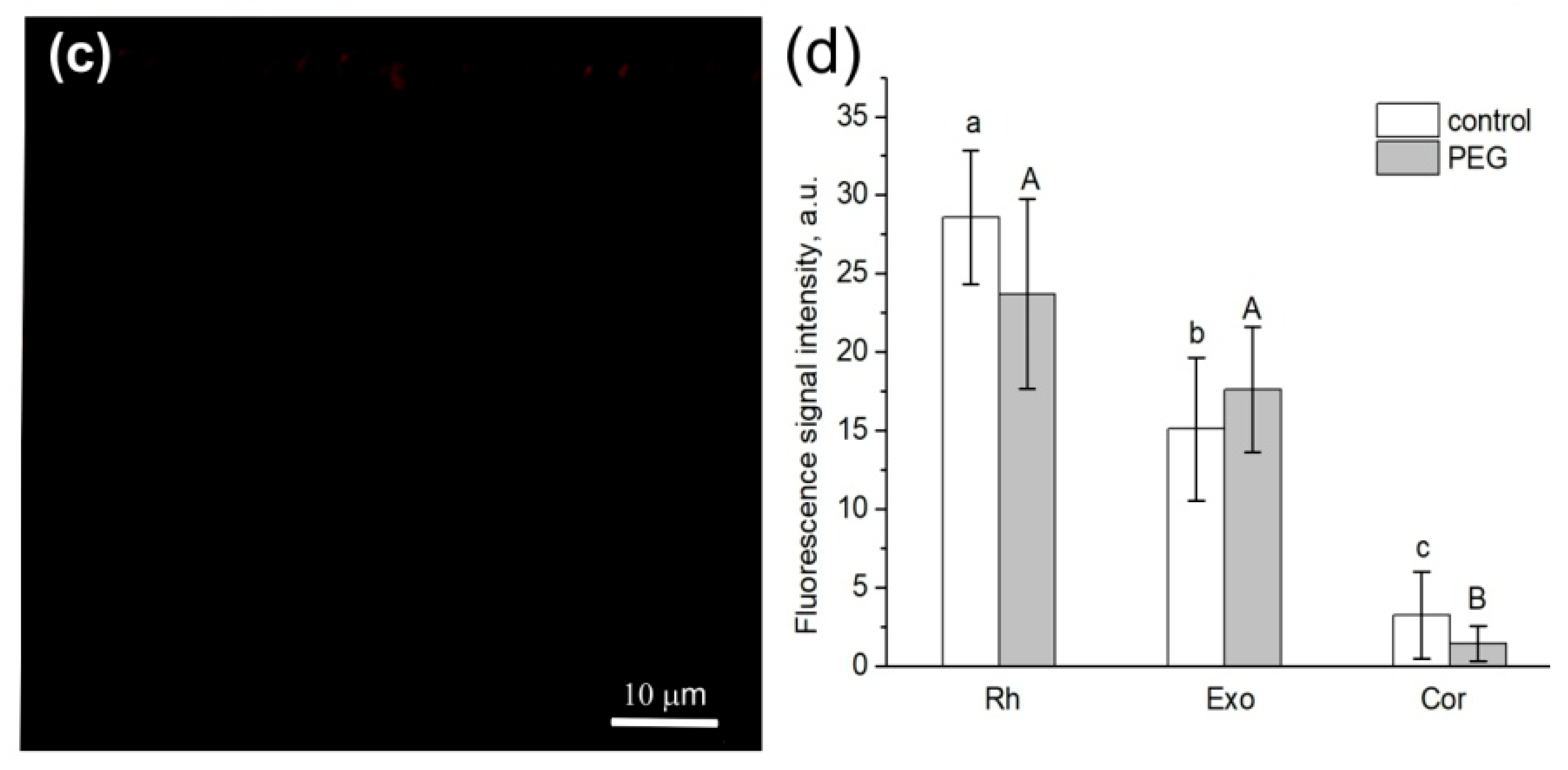 Cells 13 00154 g005b