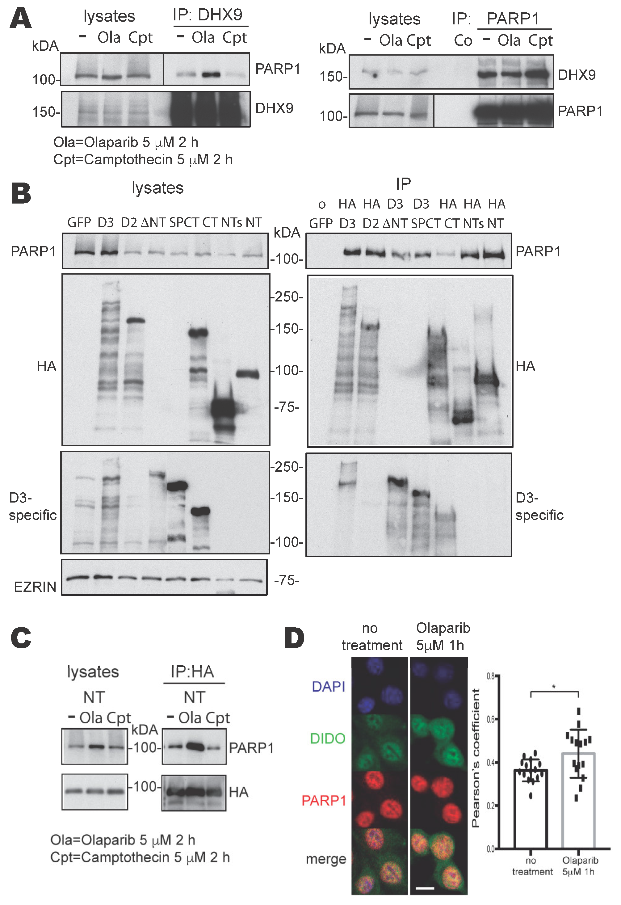 Cells 13 00159 g001