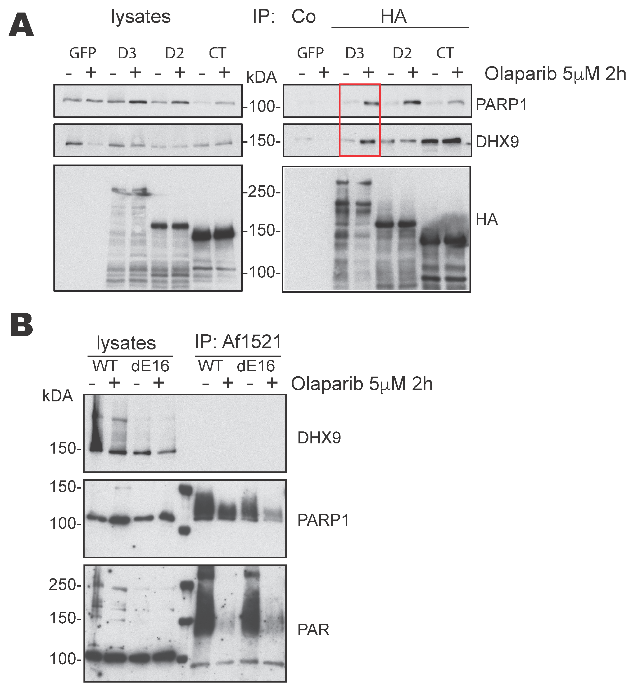 Cells 13 00159 g002