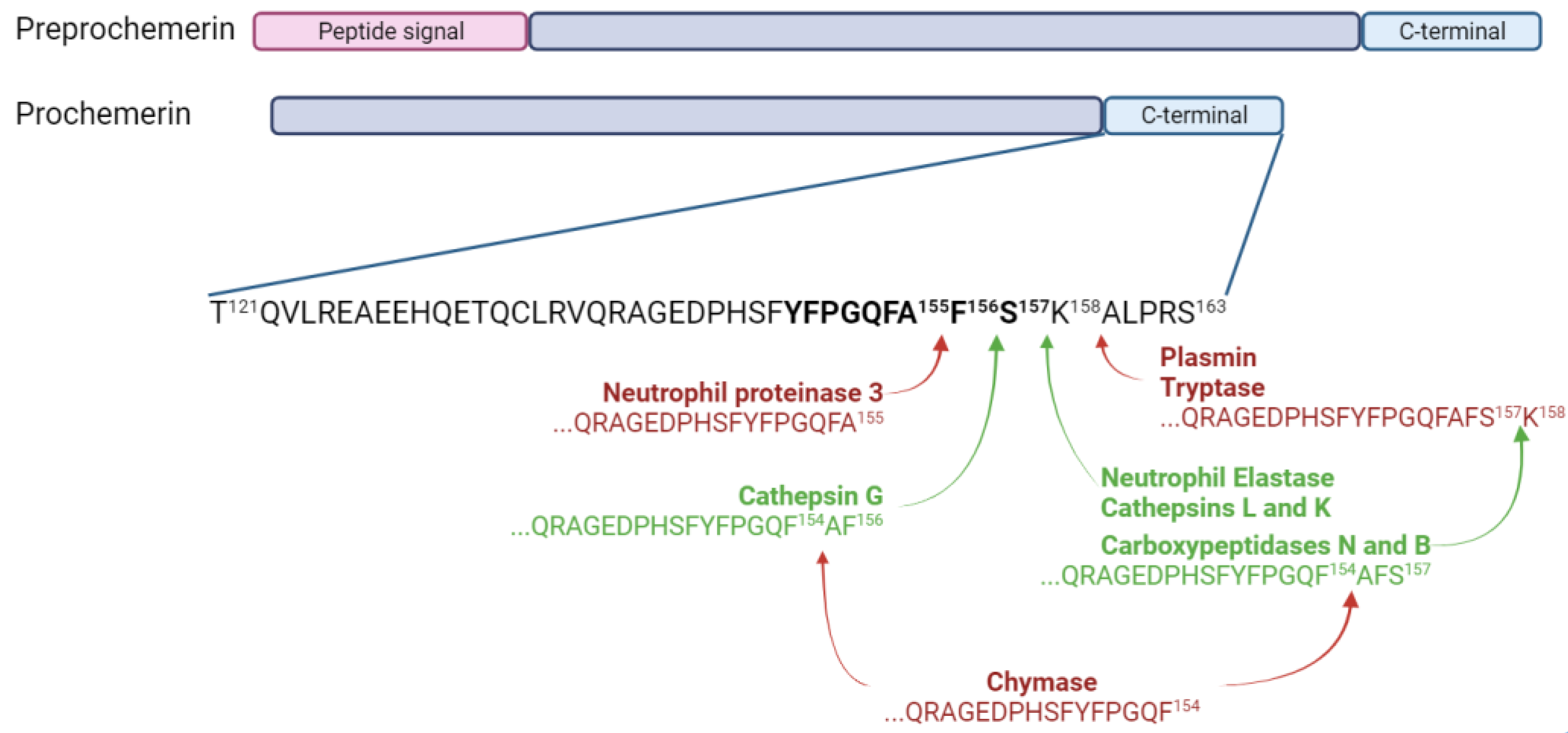 Cells 13 00171 g002 Cells 13 00171 g002
