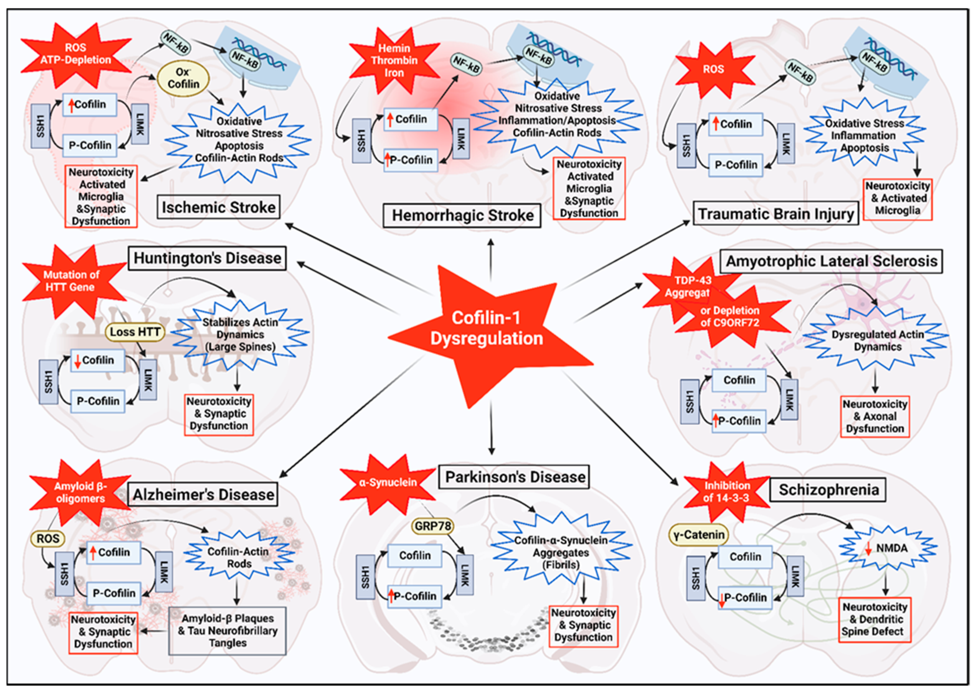 Cells 13 00188 g003 Cells 13 00188 g003