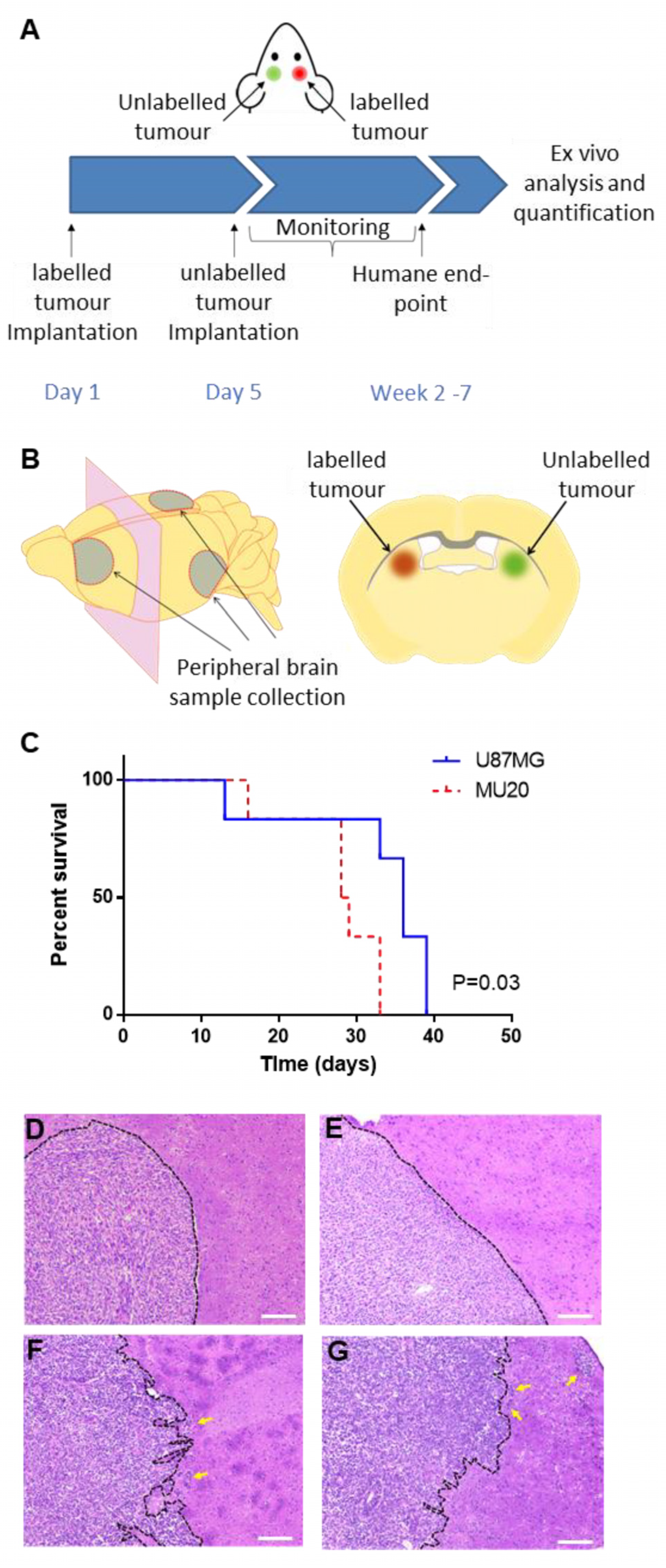 Cells 13 00192 g002 Cells 13 00192 g002