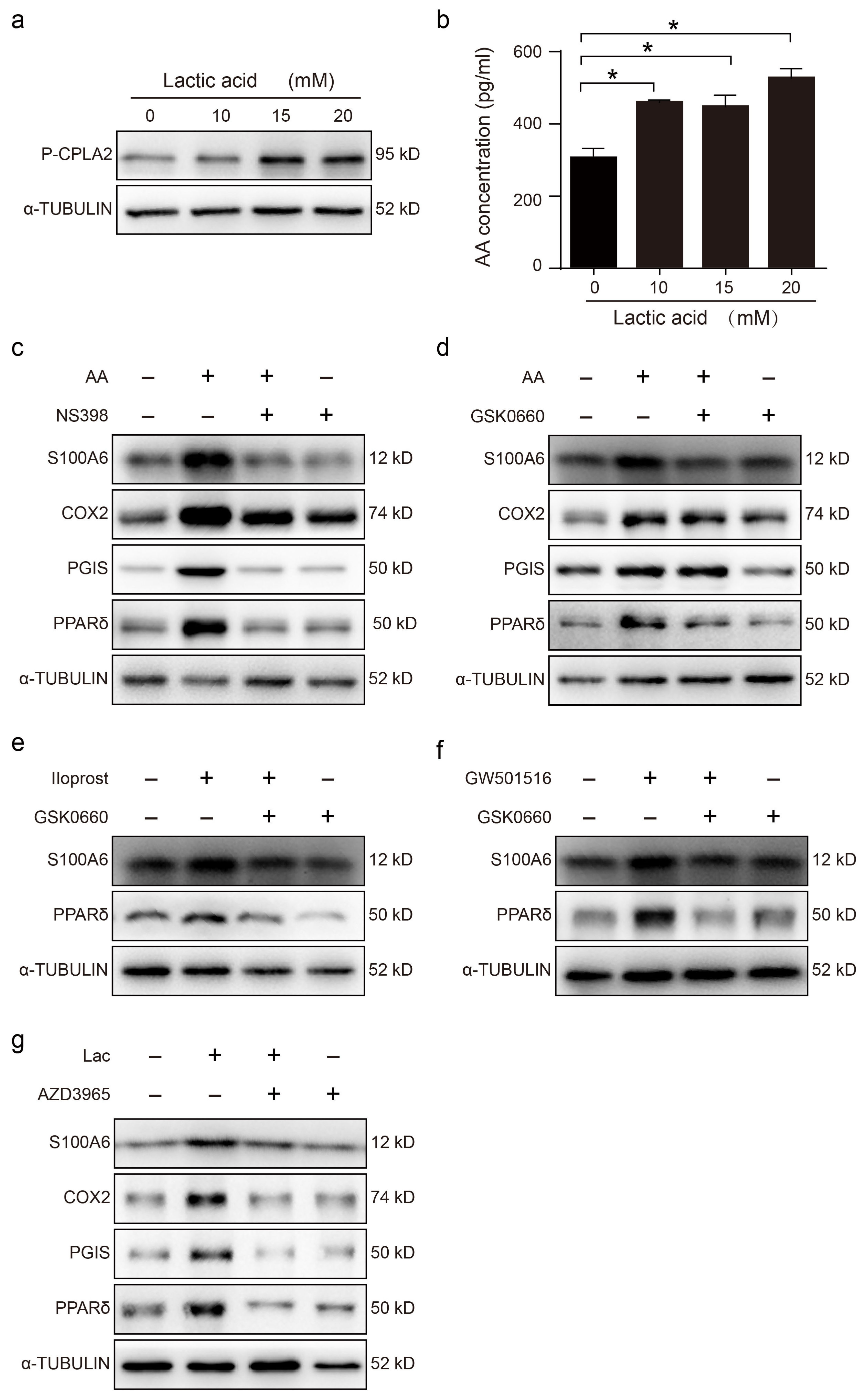 Cells 13 00206 g003 Cells 13 00206 g003