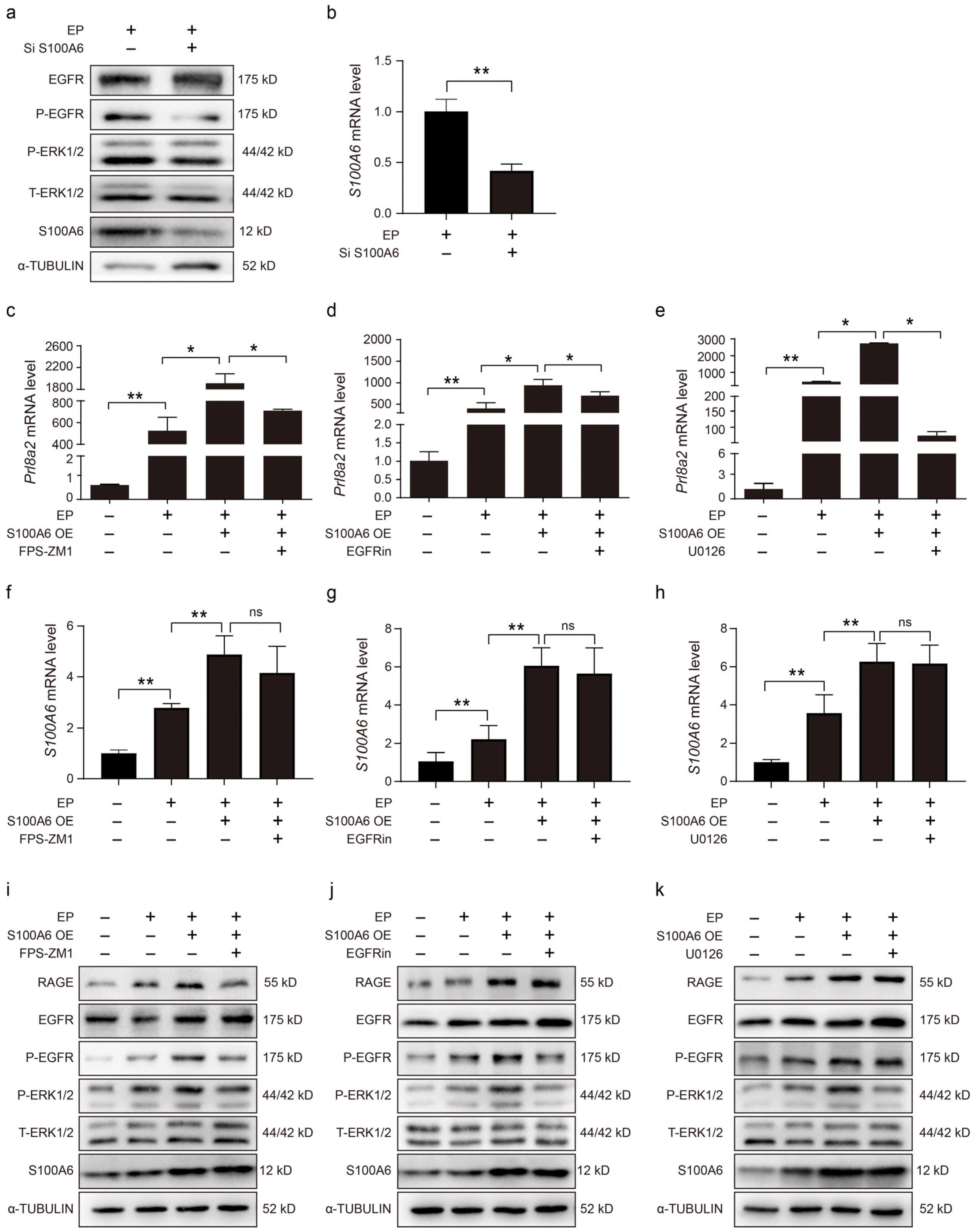Cells 13 00206 g006 Cells 13 00206 g006