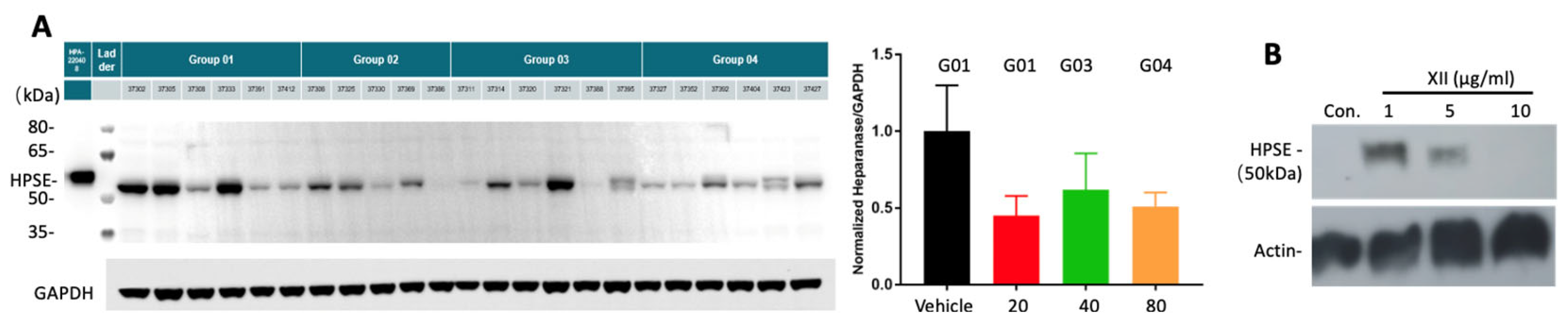 Cells 13 00211 g006 Cells 13 00211 g006