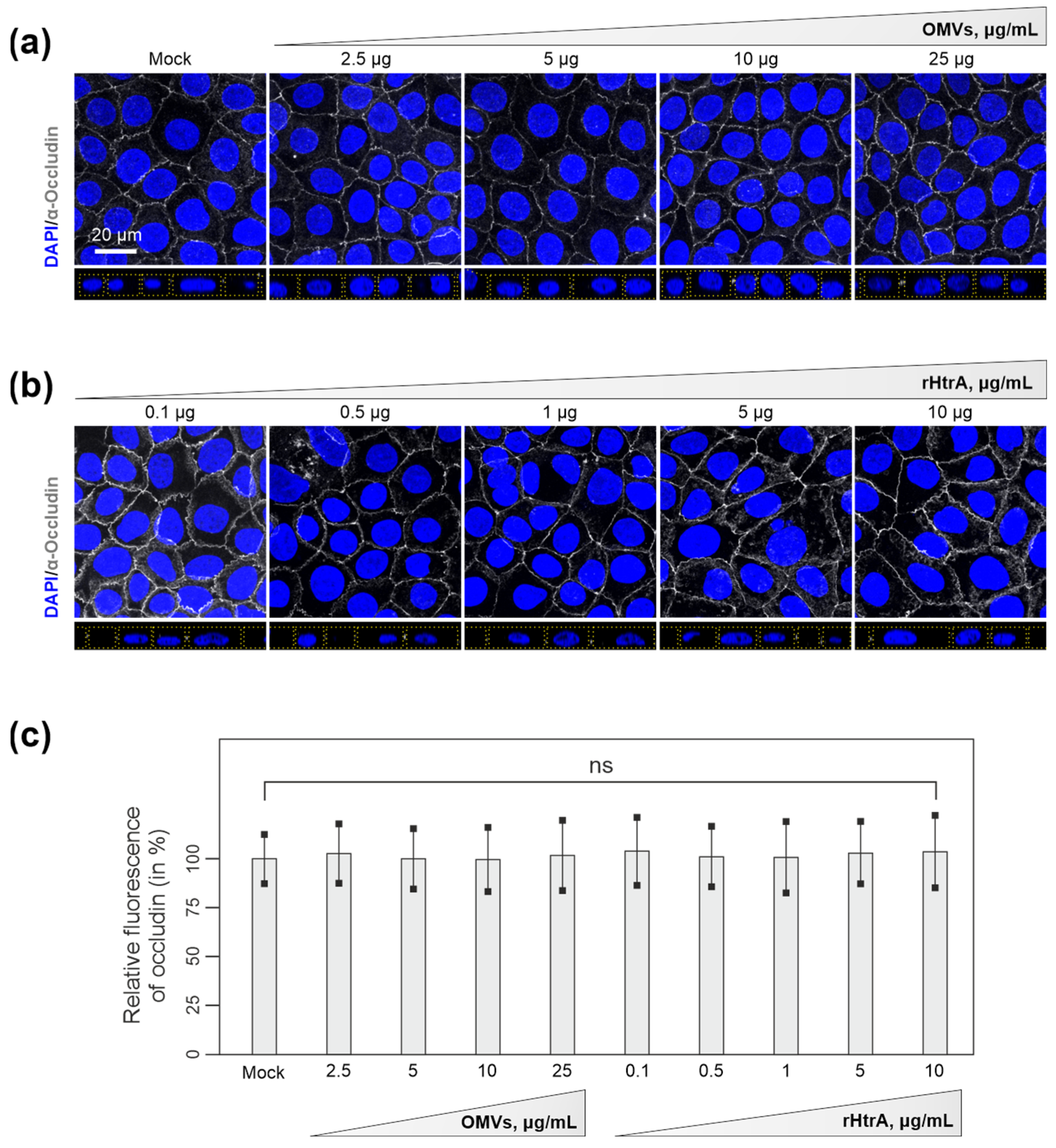 Cells 13 00224 g003 Cells 13 00224 g003