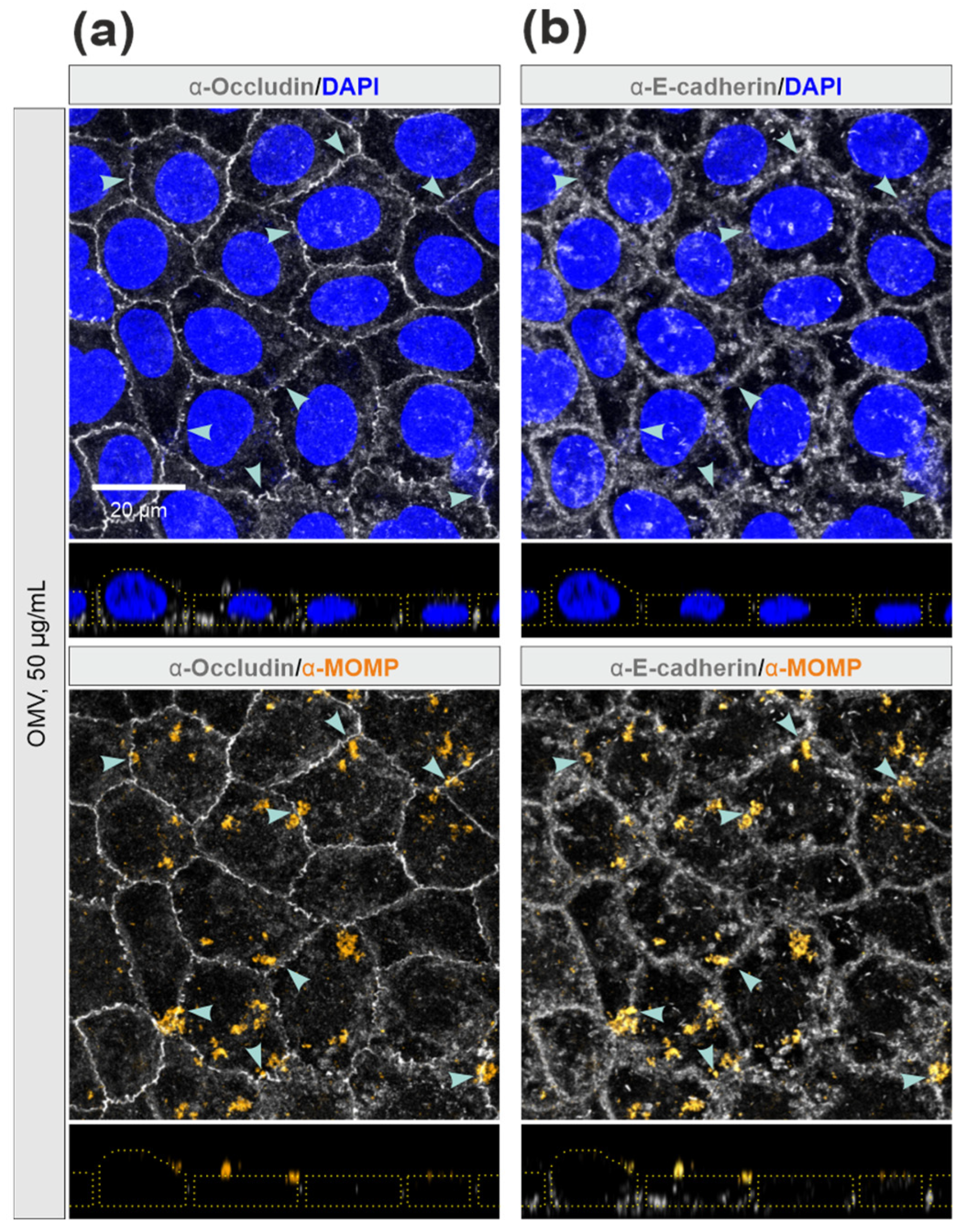 Cells 13 00224 g004 Cells 13 00224 g004
