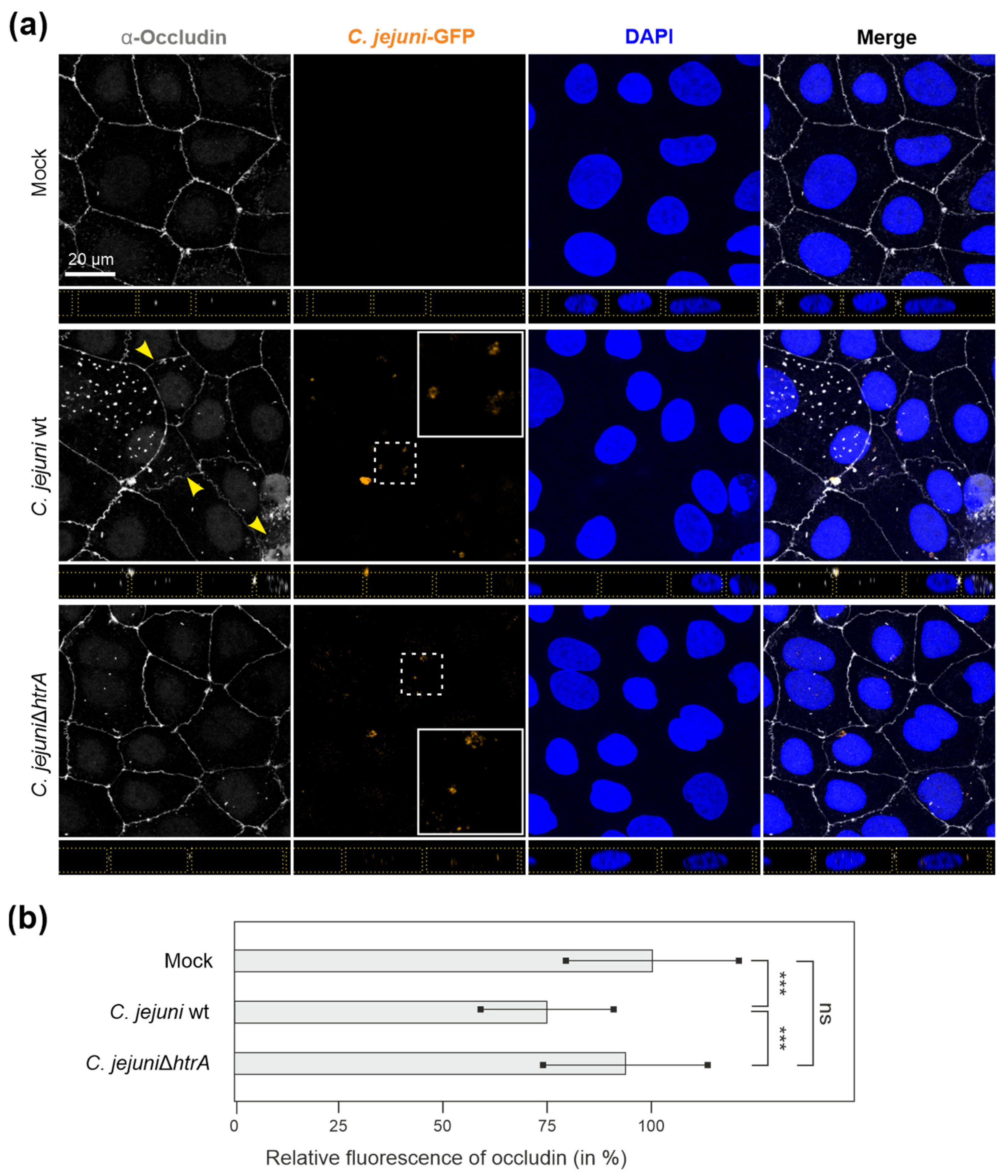 Cells 13 00224 g005 Cells 13 00224 g005