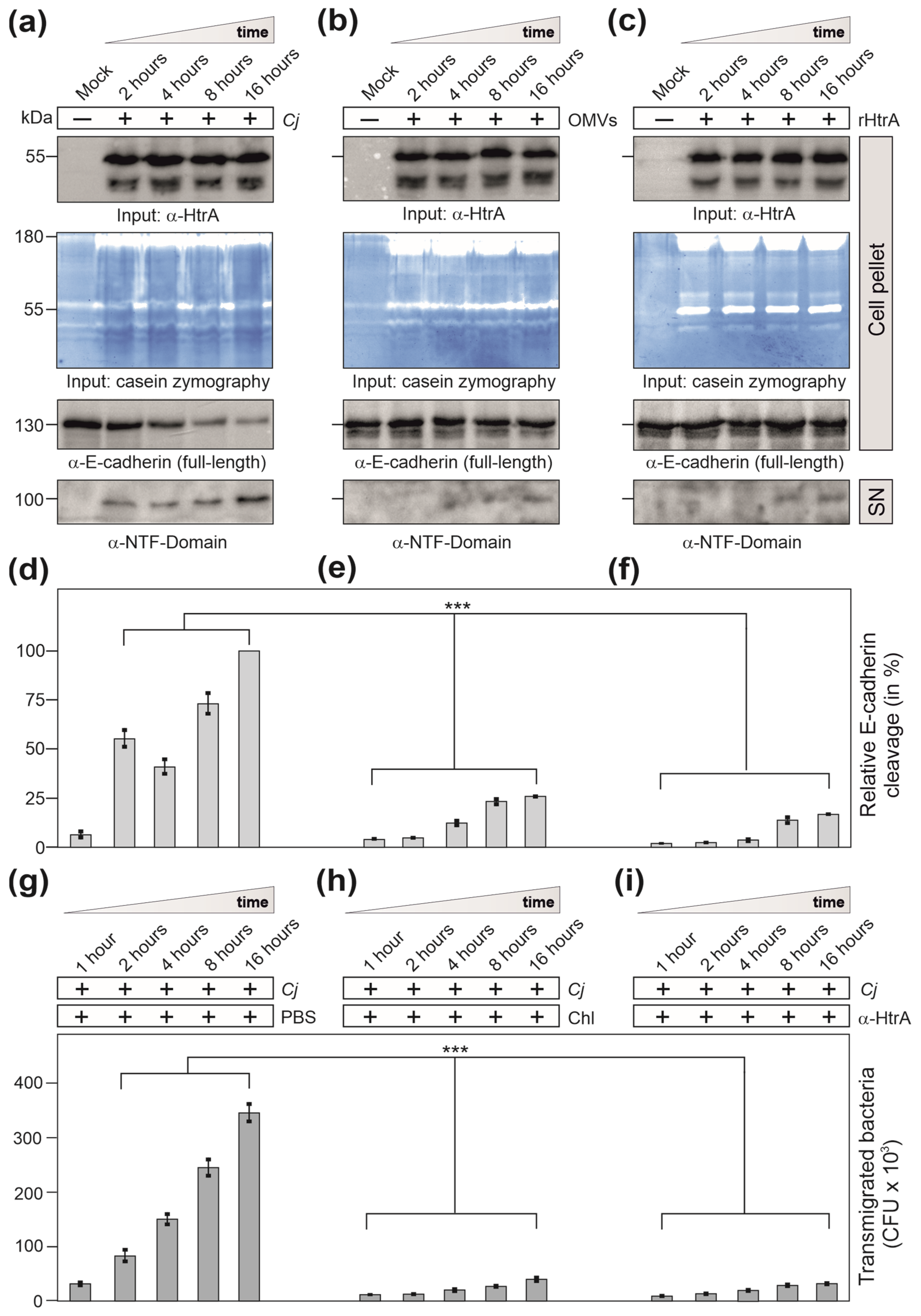 Cells 13 00224 g007 Cells 13 00224 g007