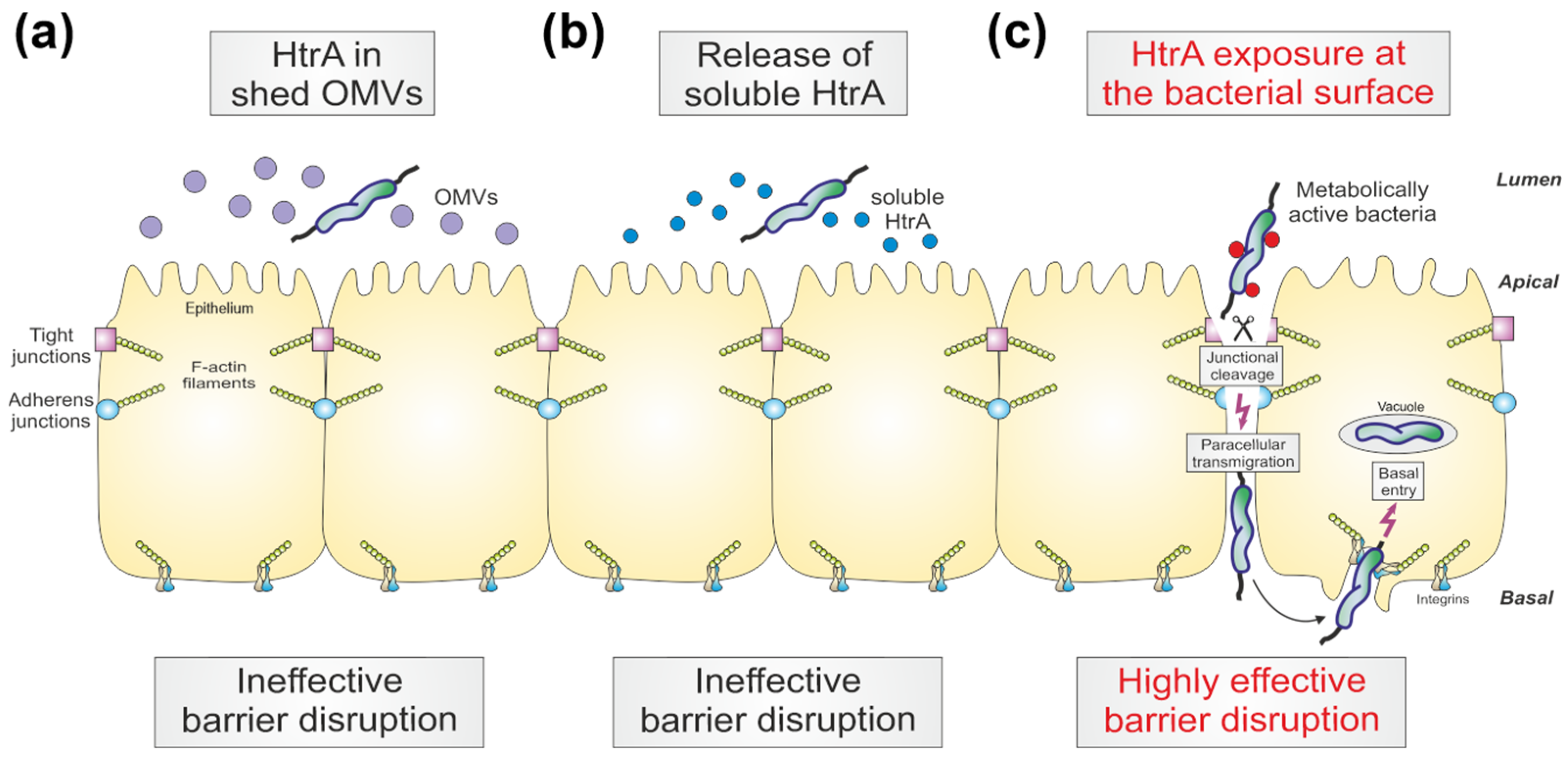 Cells 13 00224 g009 Cells 13 00224 g009