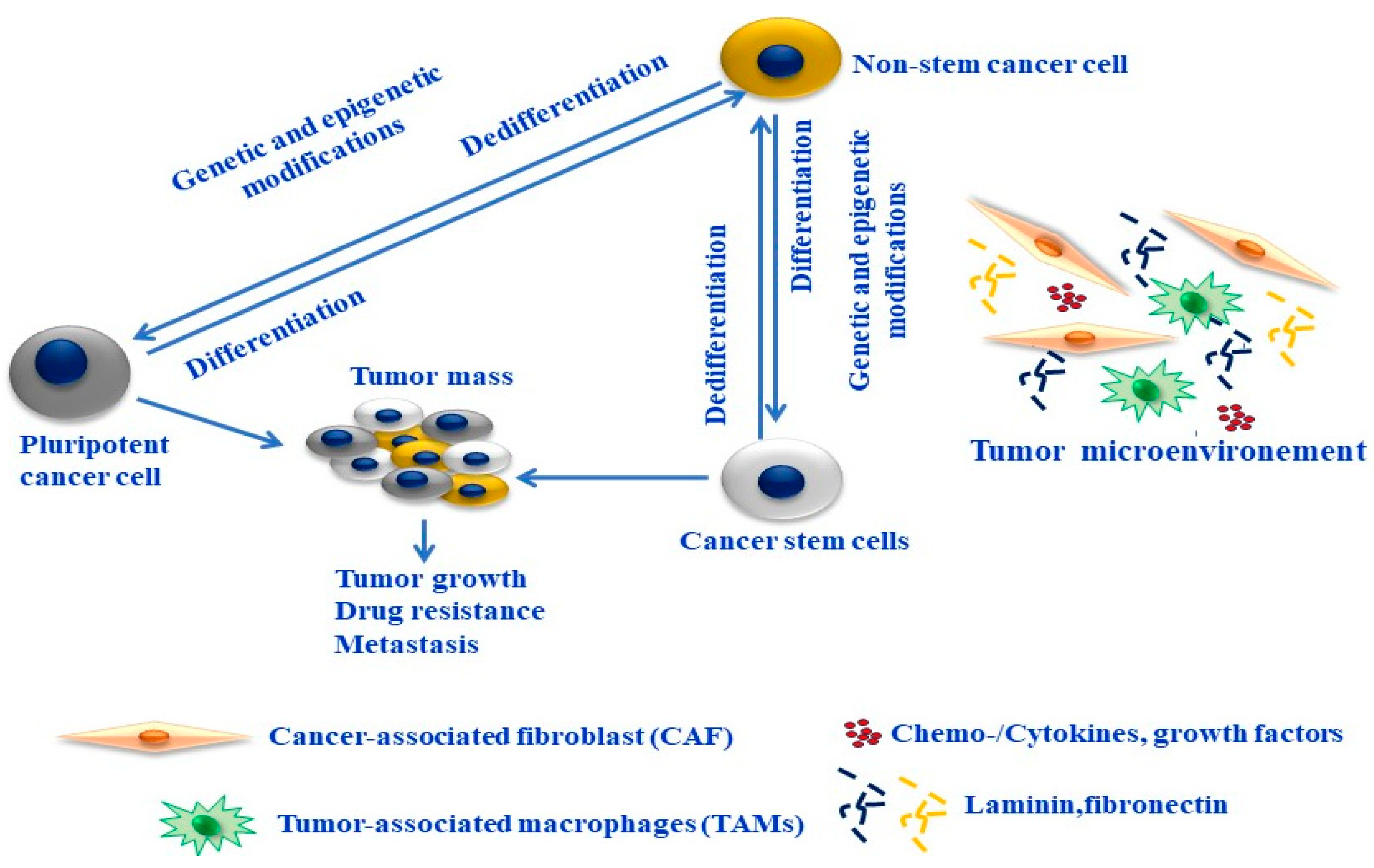 Cells 13 00240 g002 Cells 13 00240 g002